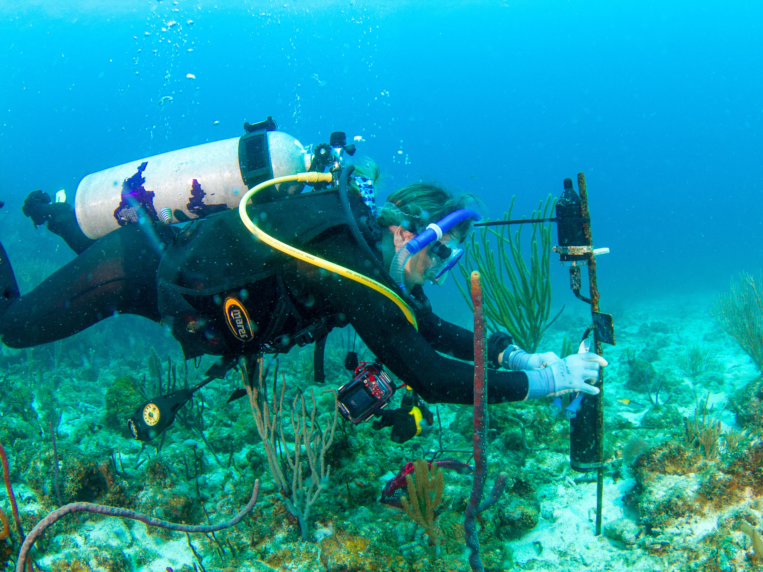 Reef Fish - Woods Hole Oceanographic Institution