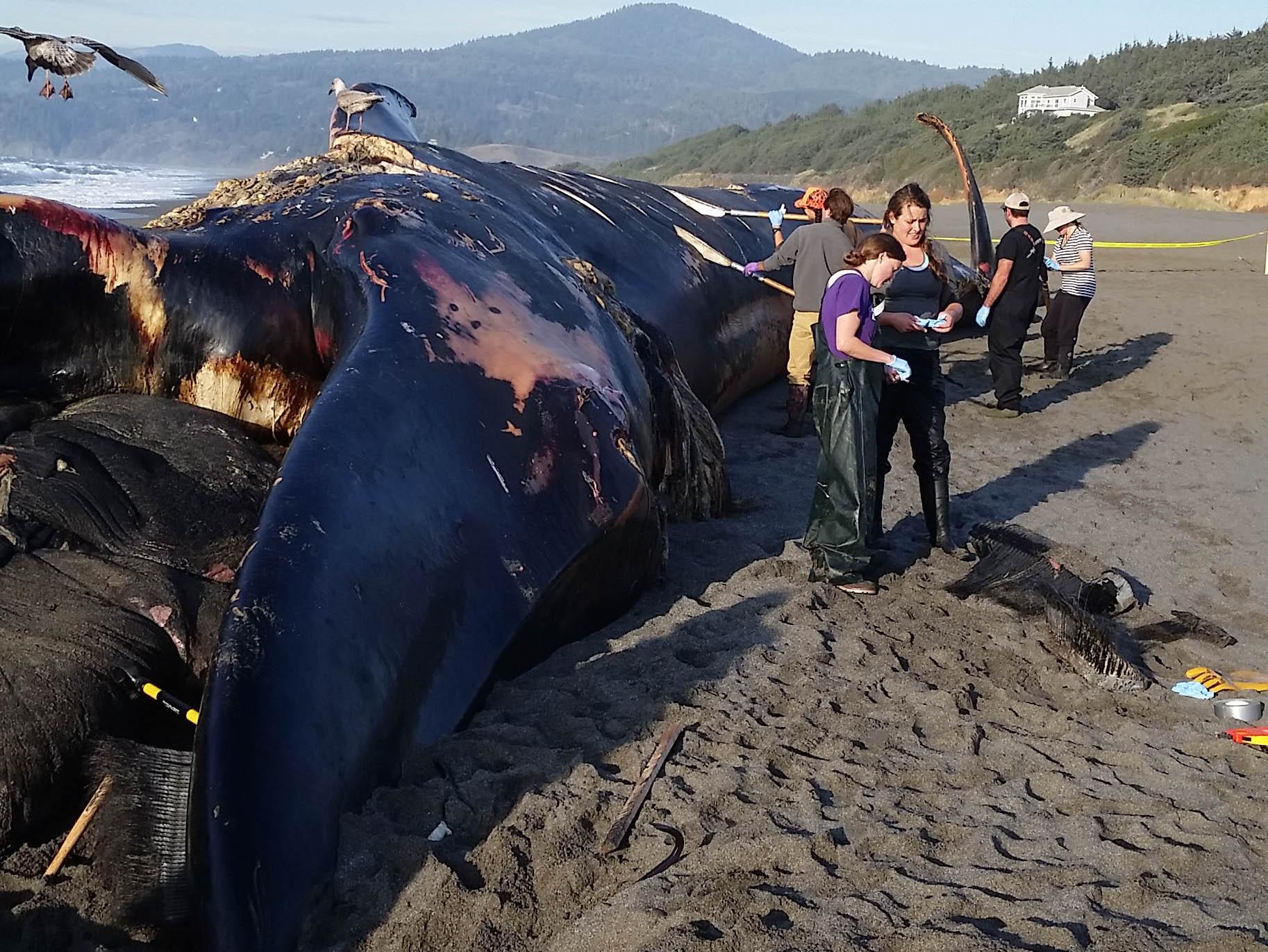 Twisted Fradrage TRUE Rare Blue Whale Washes Up On Oregon Beach - OPB