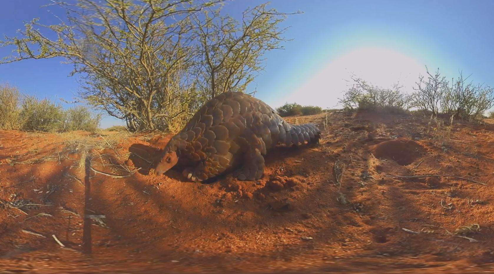A sunny day in the desert, with a pangolin in center screen in the sand, and a few spare shrubs in the background.