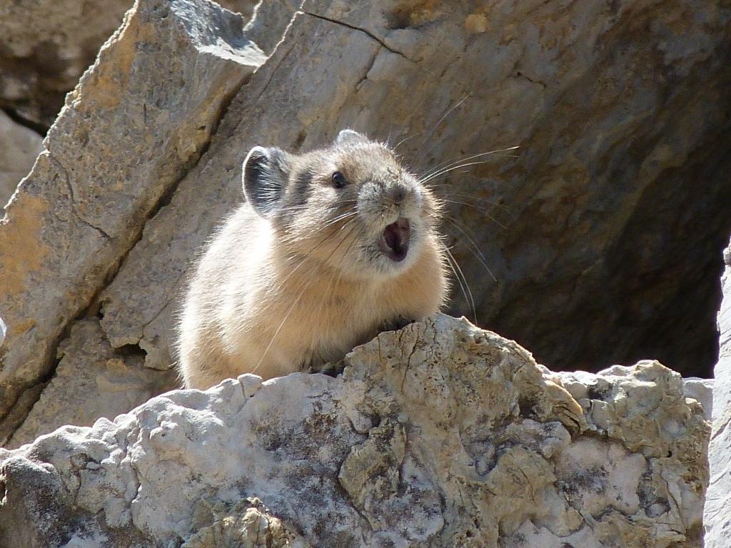 Washington's Pikas Are In Even More Trouble Than We Thought - OPB