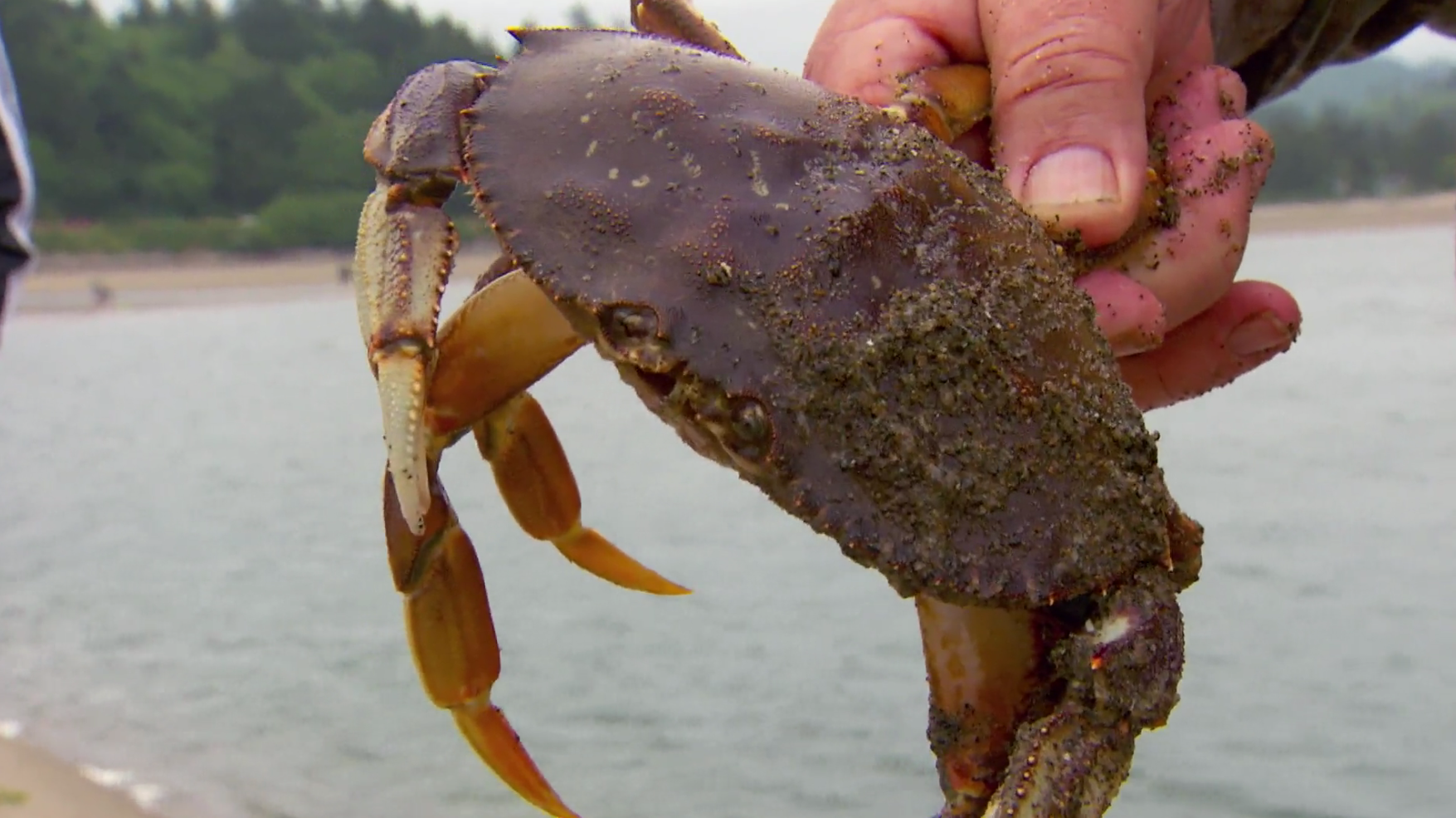 Siletz Bay Crab Clinic Makes Ocean-To-Table Easy … Sort Of - OPB