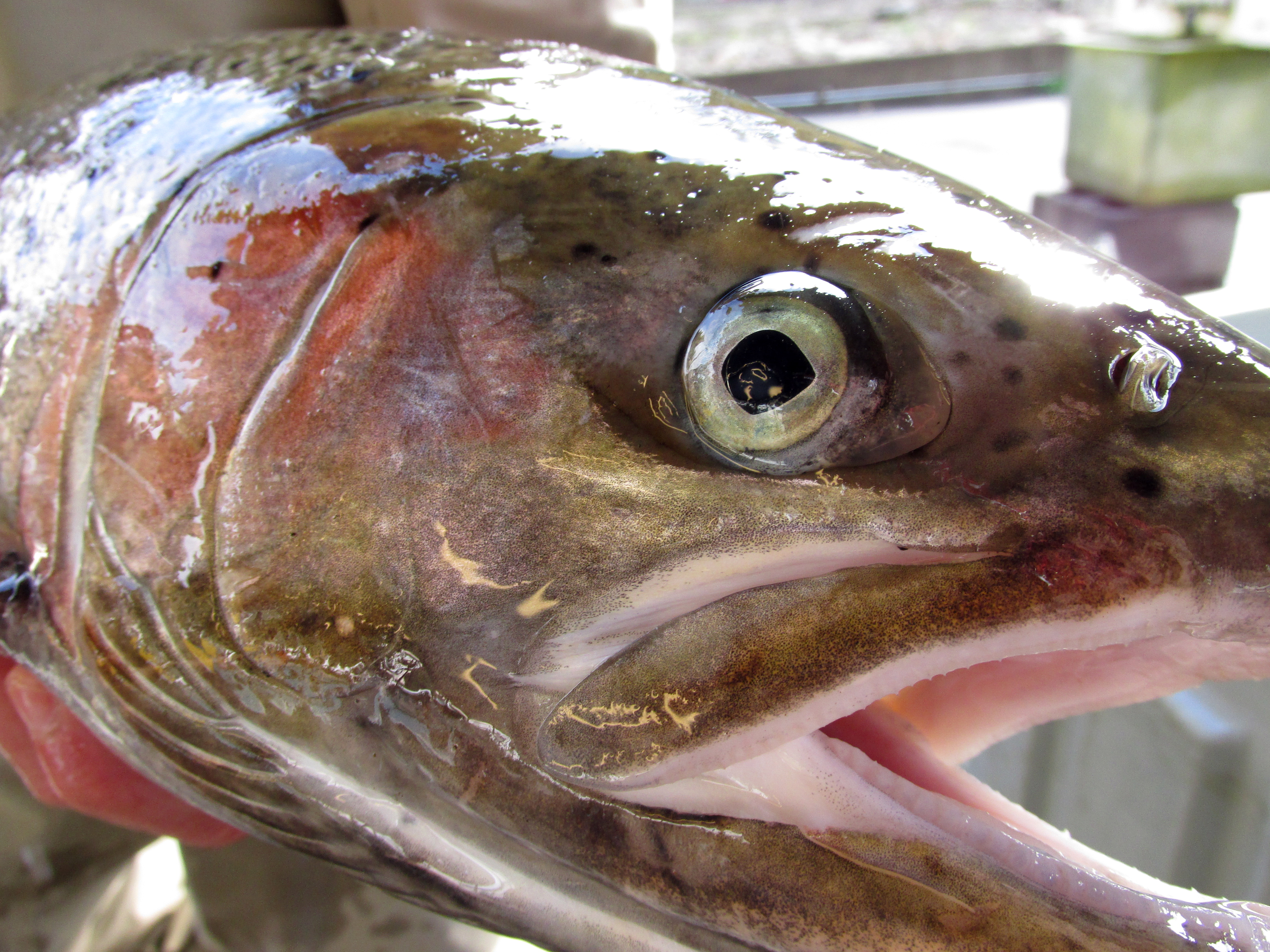Oregon to close some steelhead fisheries amid record-low returns - OPB