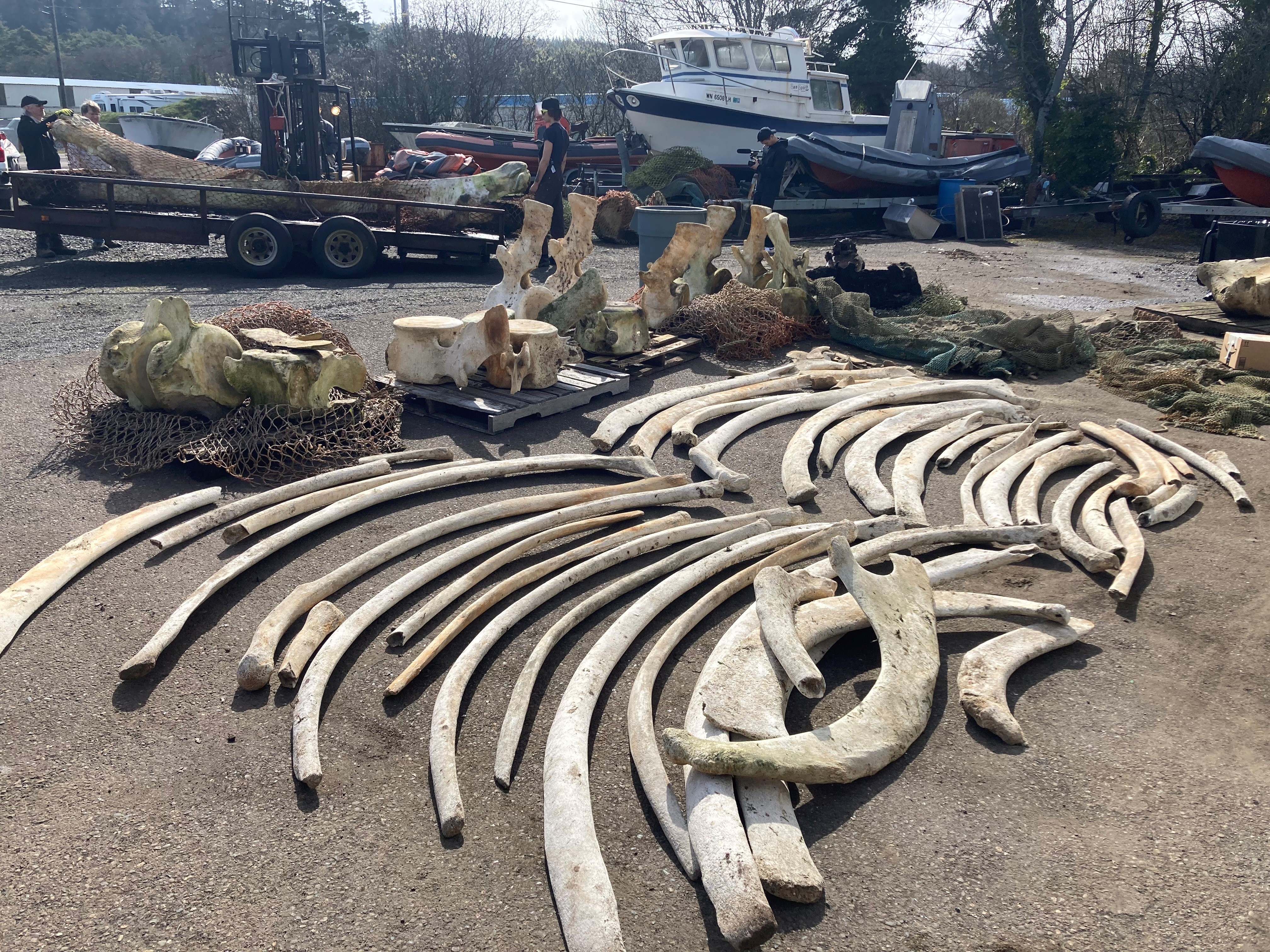 Skeleton of rare blue whale that washed ashore in 2015 finally 