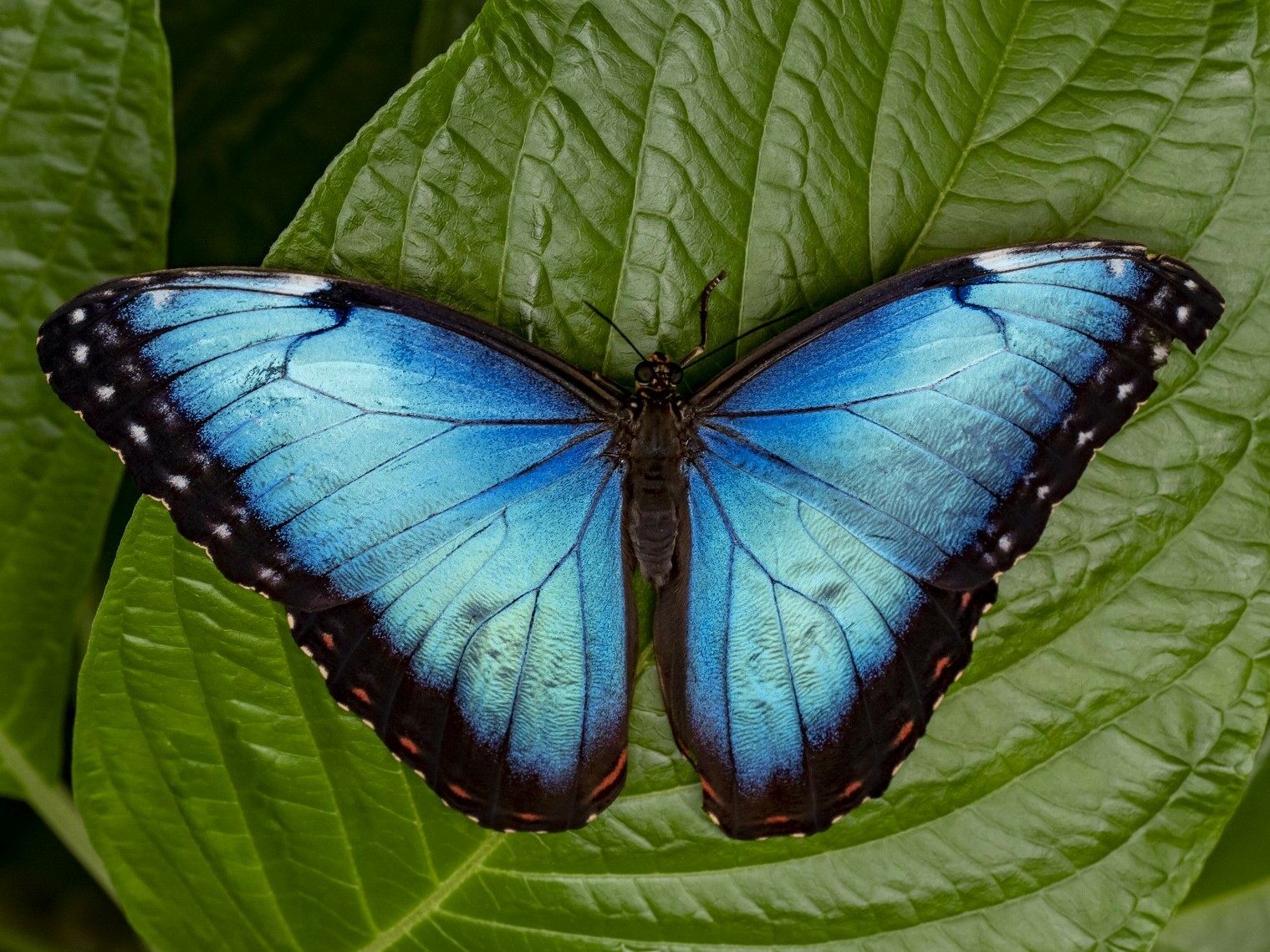 Butterfly of the Week - The Blue Morpho