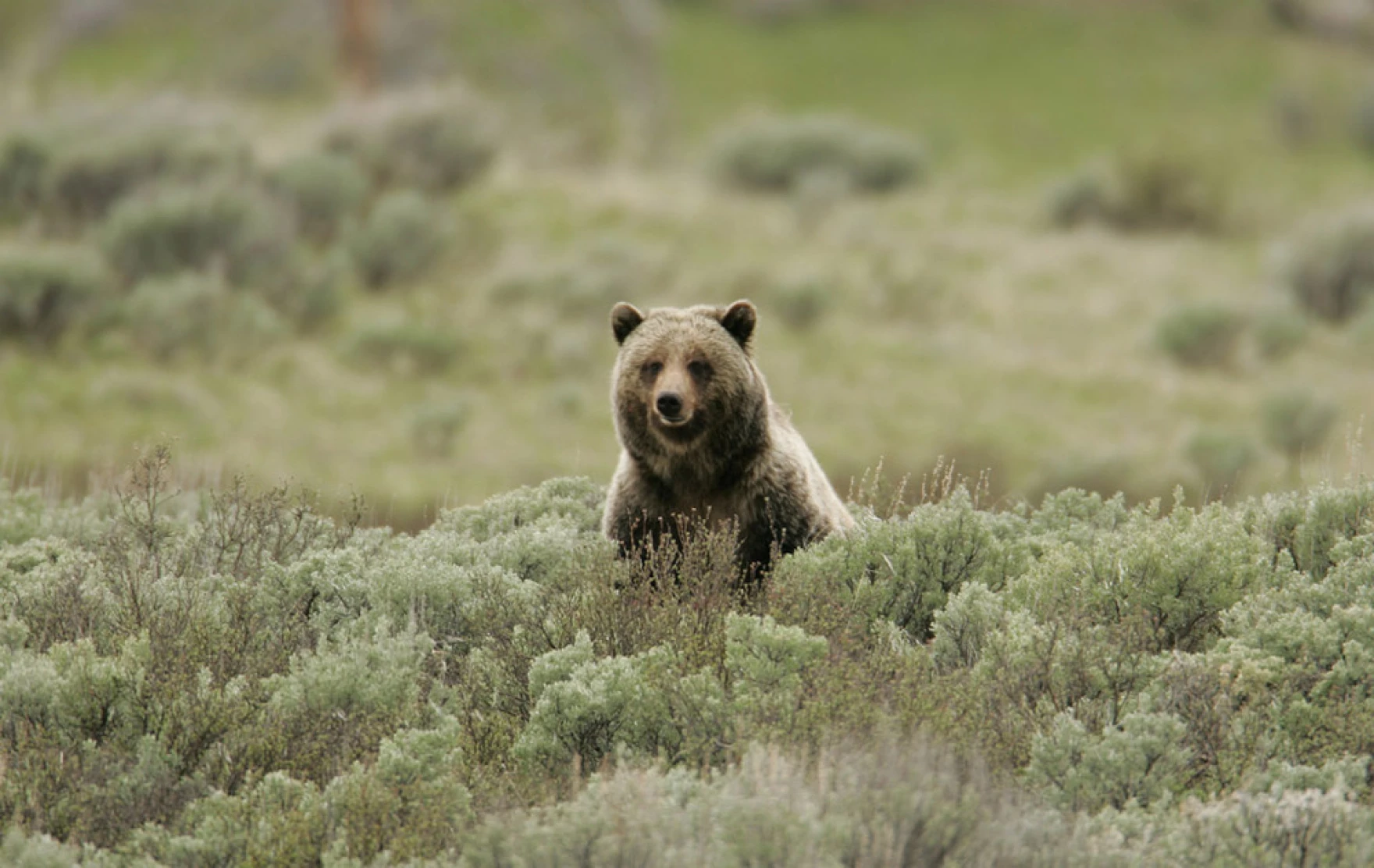 Do you have what it takes to be a Grizzly Bear Conflict Manager?