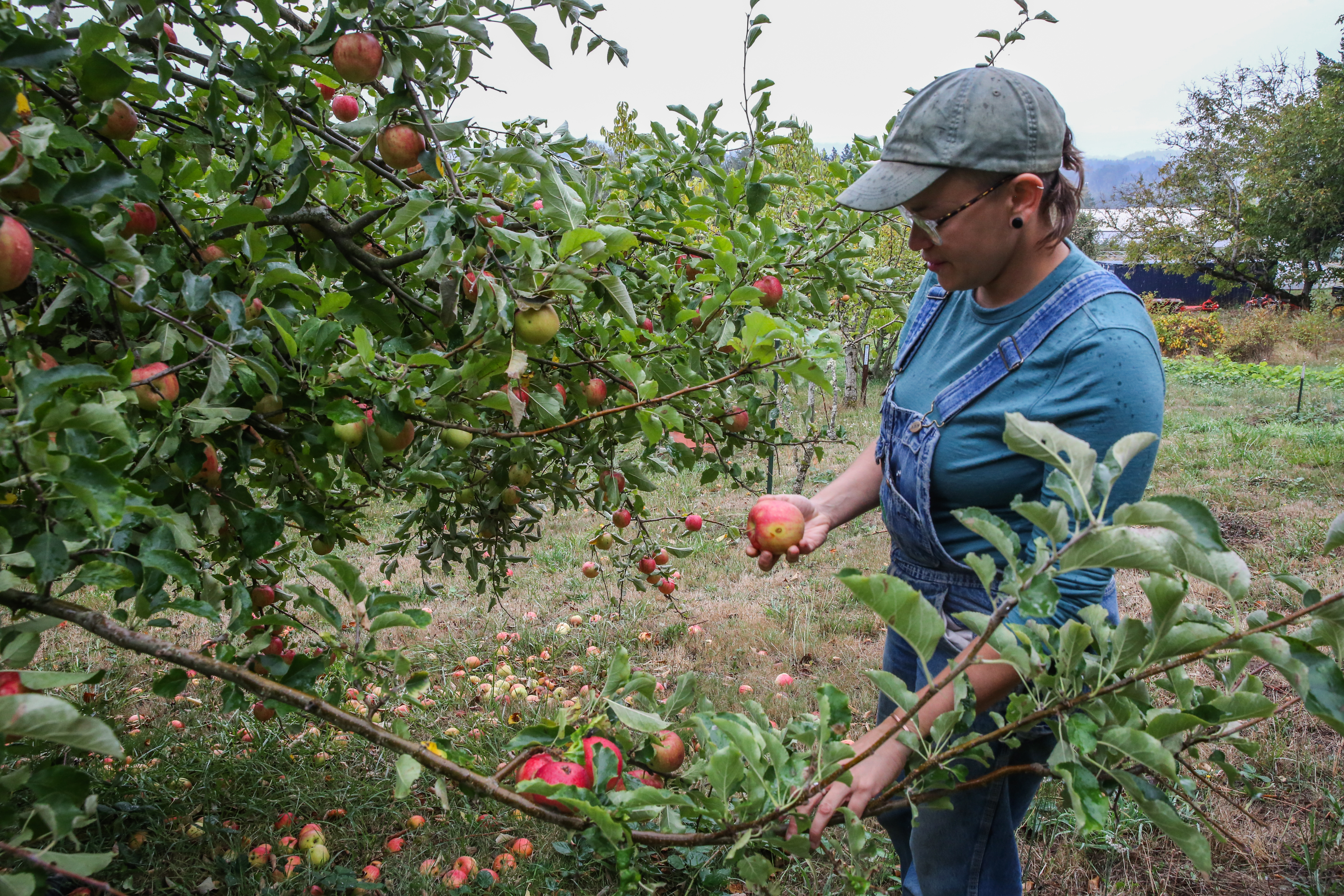 Farmer and nurse, Bear Carter, inspects apples on her farm in Troutdale, Ore. on Sept. 29, 2005.