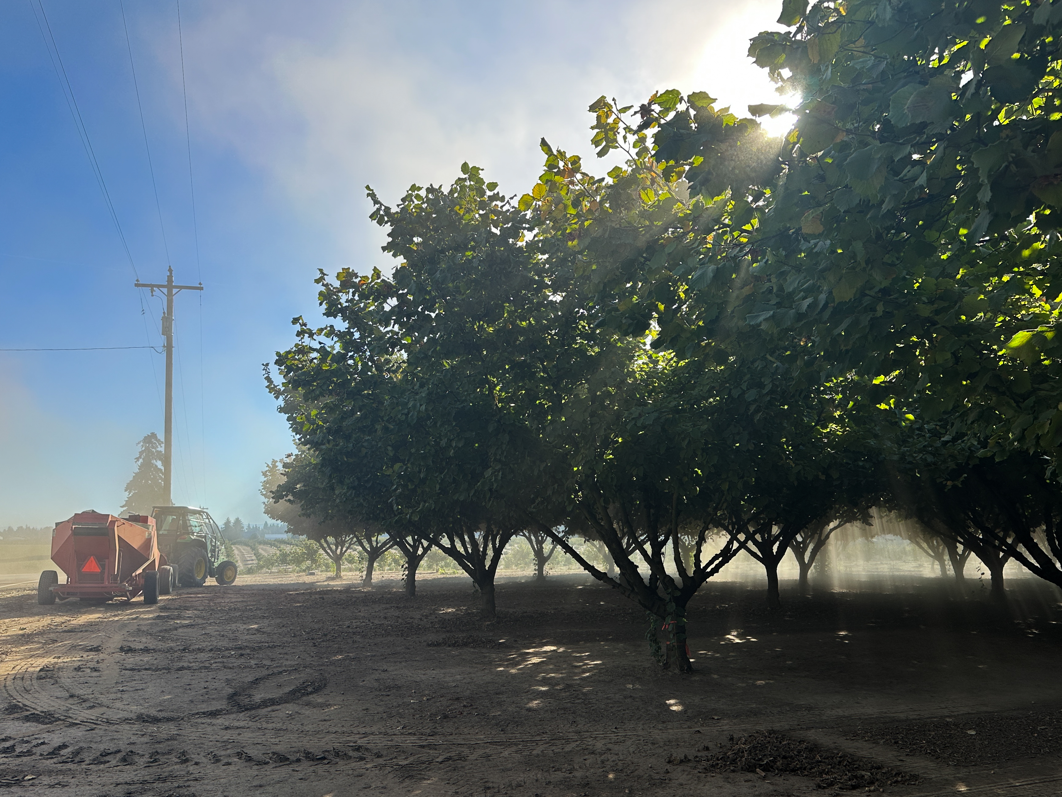 Dust fills the air at Kirsch Family Farms in Saint Paul, Ore. during the hazelnut harvest on Oct. 7, 2025.