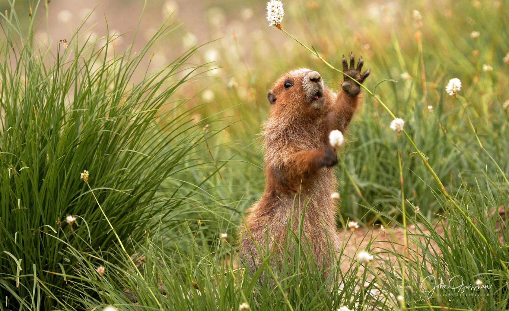 Olympic marmots could get federal endangered species protections - OPB