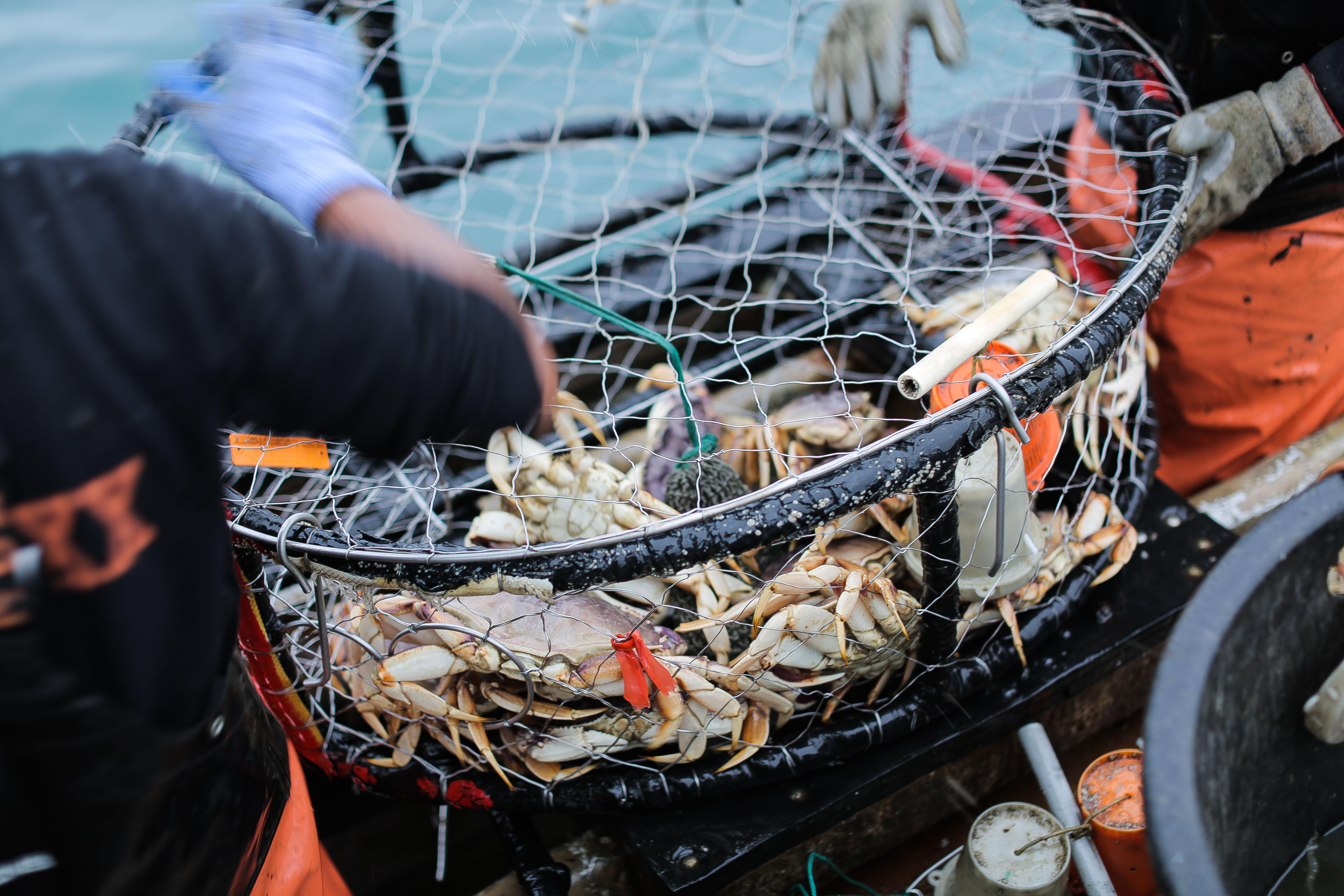 Here's why the West Coast Dungeness crab season has been delayed - OPB