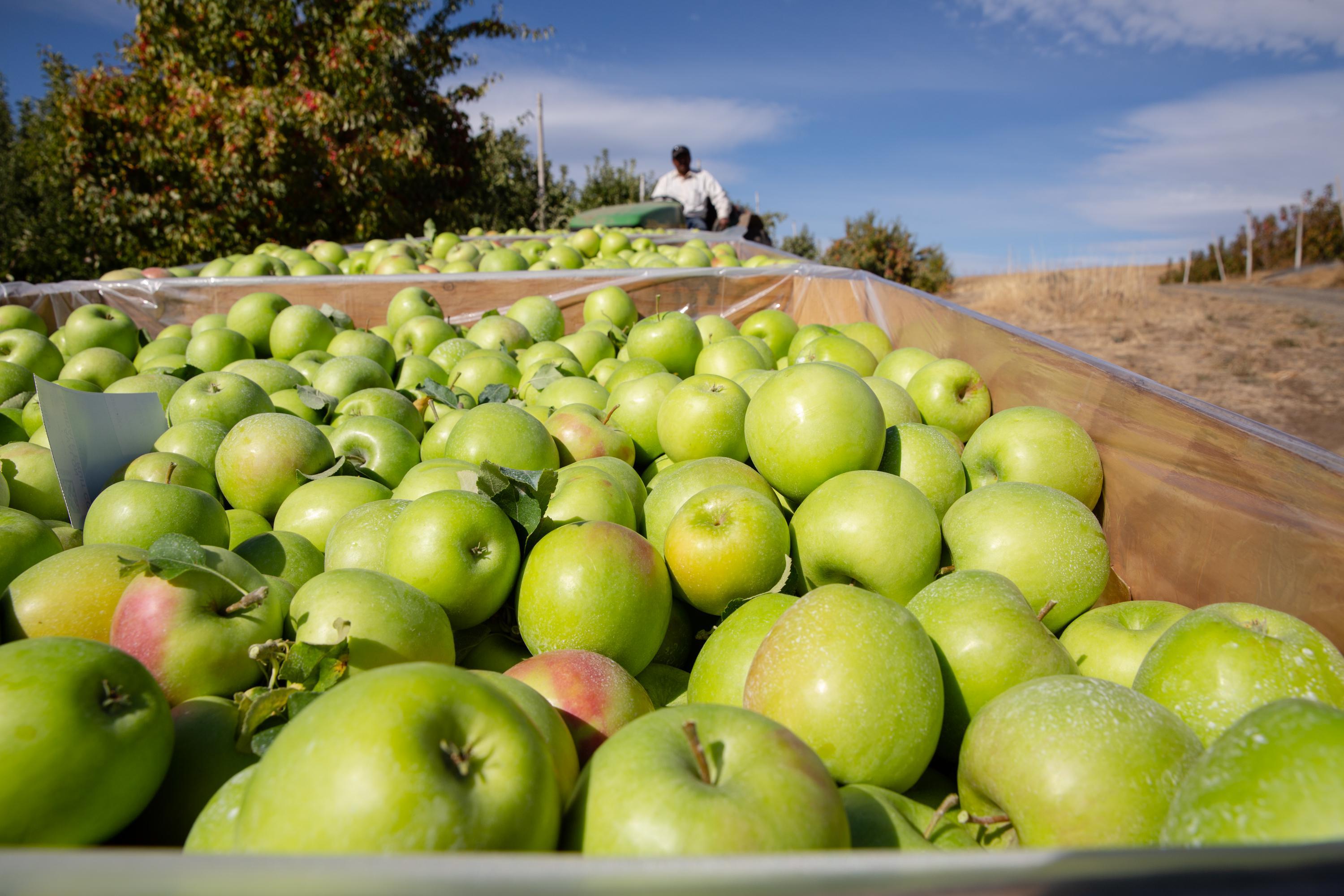 Granny Smith  the accidental apple