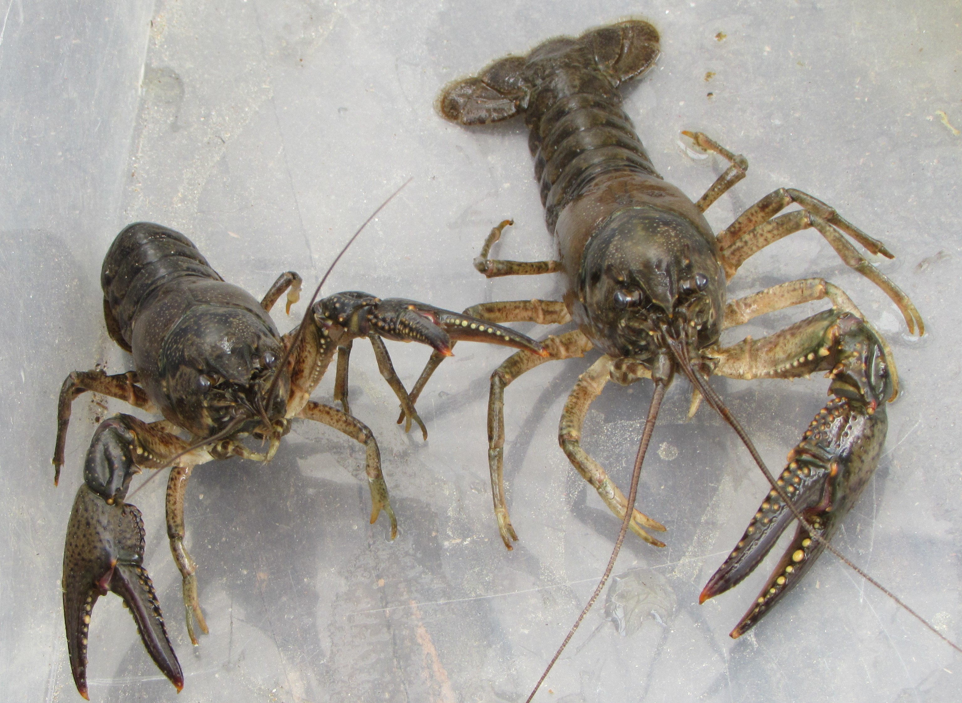 Oregon's sole native crayfish faces new invasive threat - OPB