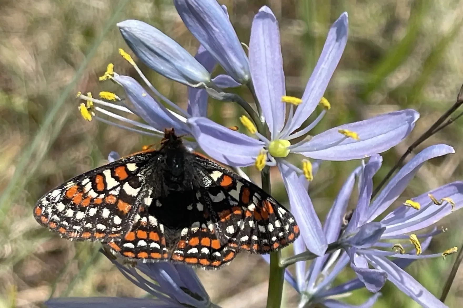 FILE - An endangered Taylor's checkerspot butterfly perches on a camas flower at Scatter Creek Wildlife Area in Thurston County, Wash., on April 30, 2025.