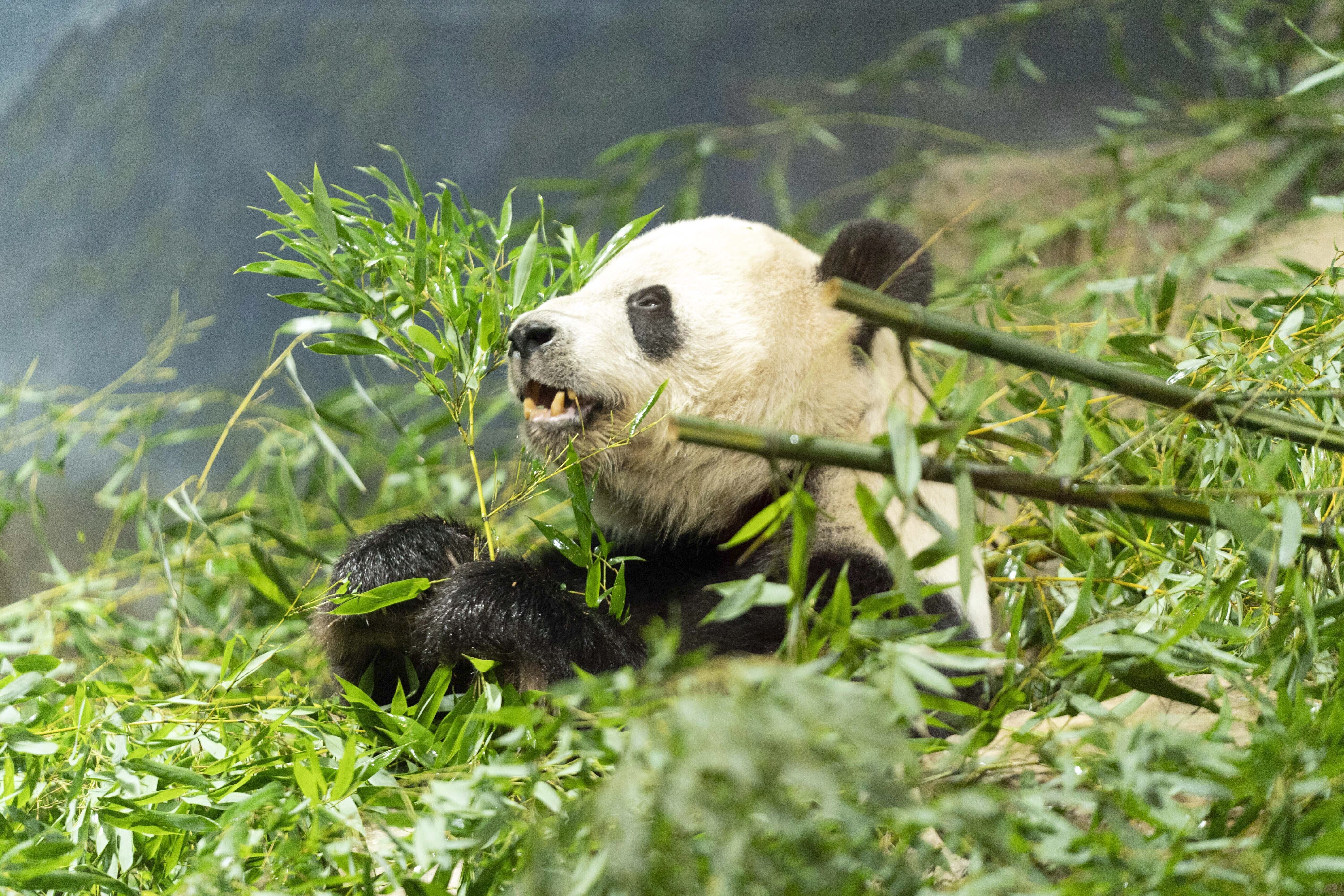 The Pandas Will Leave The National Zoo By Mid-November