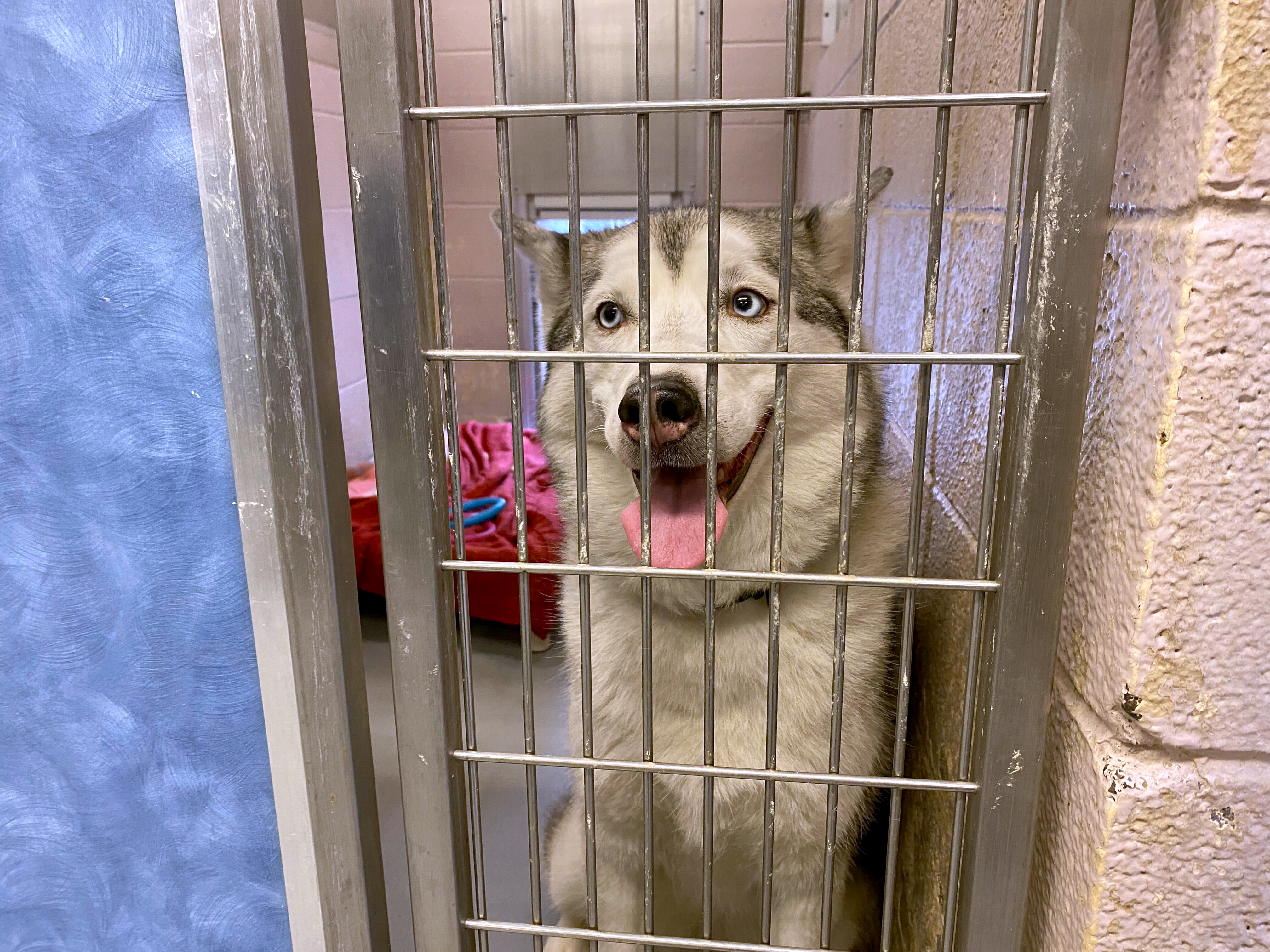 Eroded trust, pandemic pressures pave long road ahead for Multnomah County animal  shelter - OPB