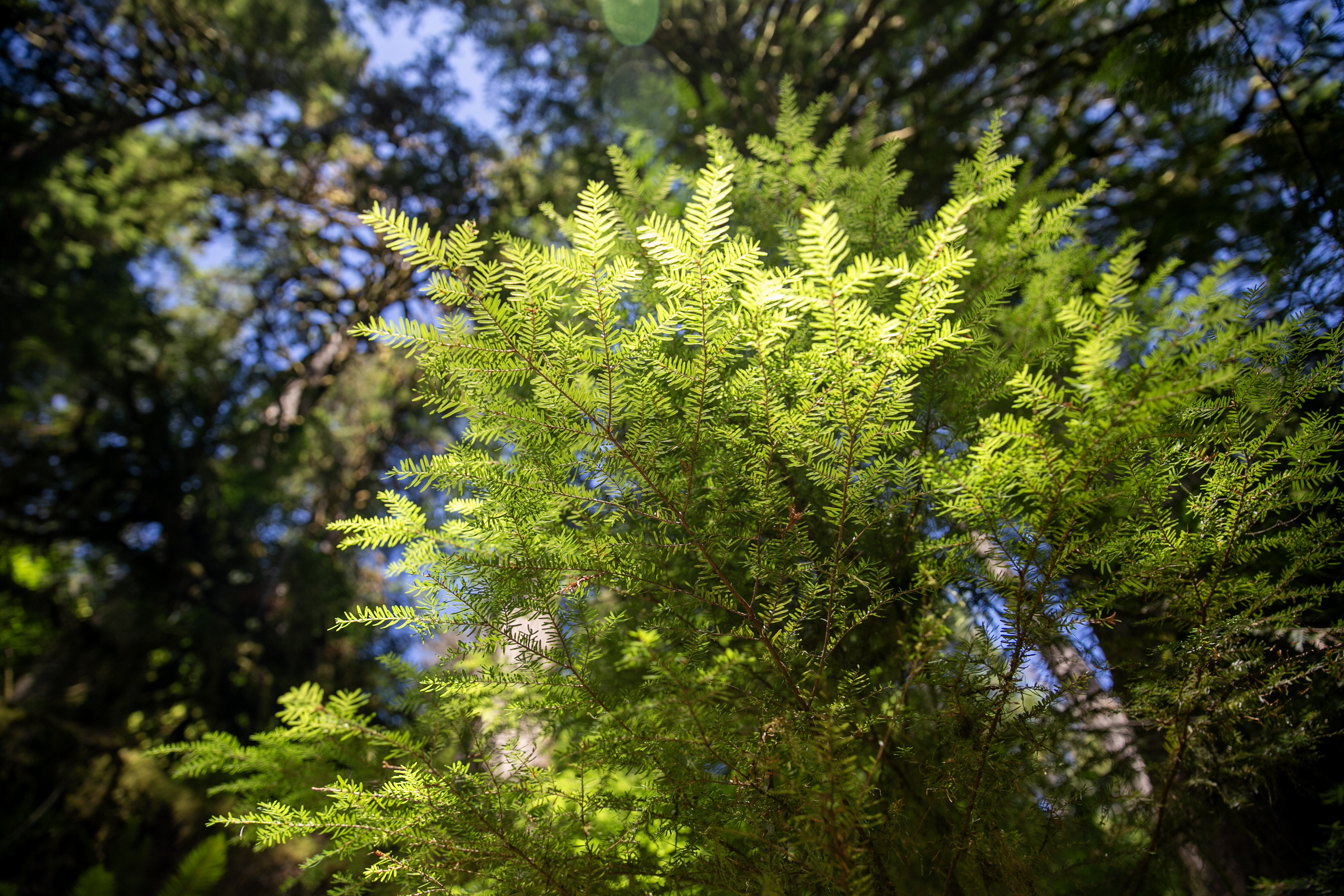 FILE - A western hemlock in the sun near the North Fork Trail of the Bull Run Watershed, July 16, 2024. The watershed is surrounded by temperate rainforest, which acts as a natural filtration system. The Oregon Watershed Enhancement Board recently awarded grants to six cities to protect forests around their drinking water sources. 