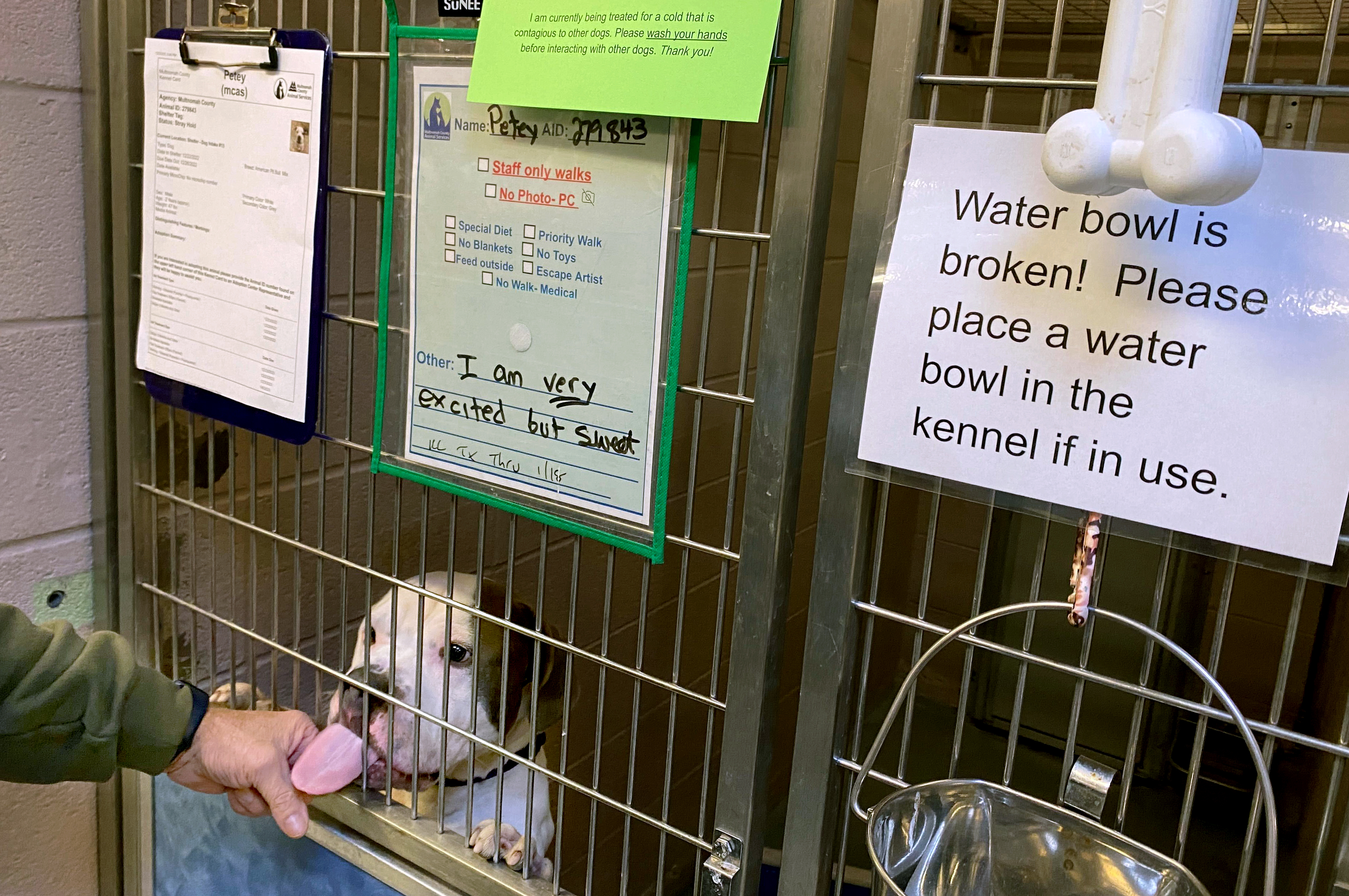 Animal care dipped to staggering lows as Multnomah County shelter reached  crisis, records show - OPB