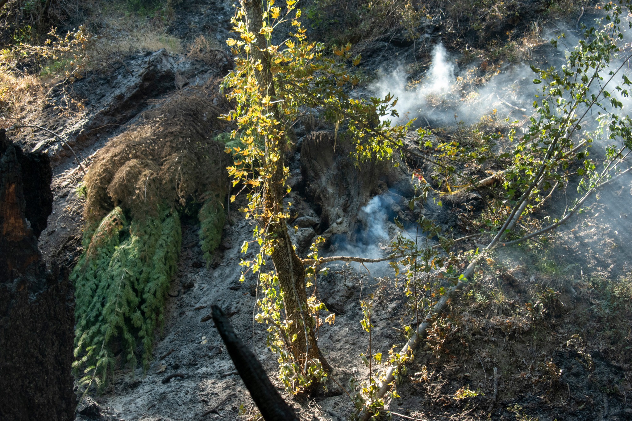 The Neil Creek Road Fire south of Ashland, Ore., on July 14, 2025.