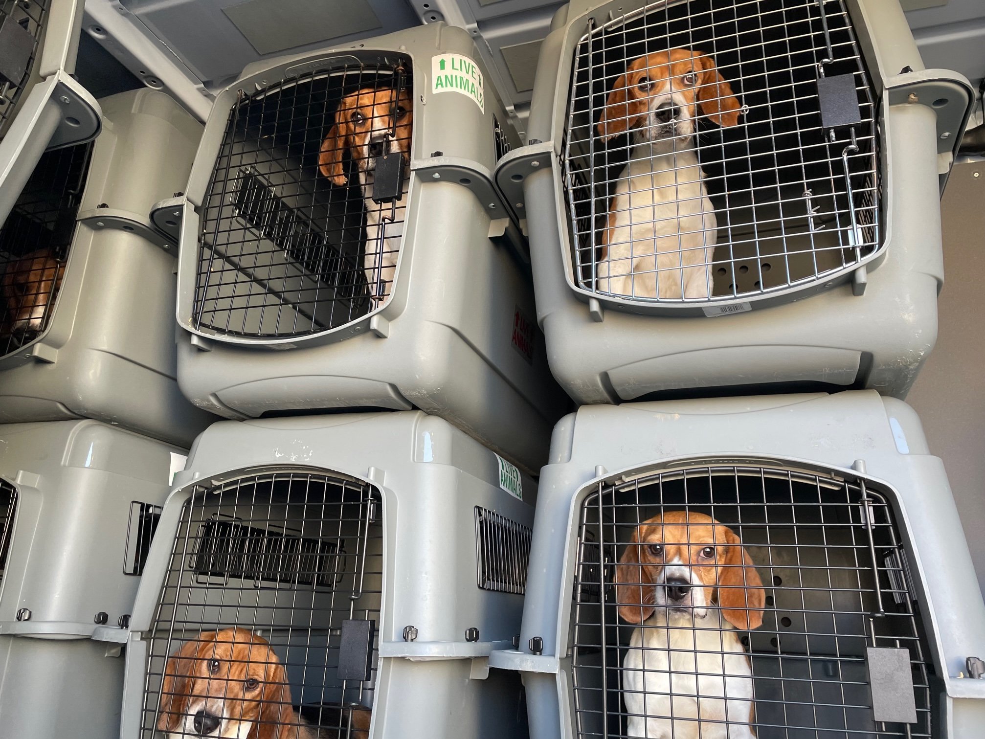 Animal rescue groups across US band together to save 4,000 beagles - OPB