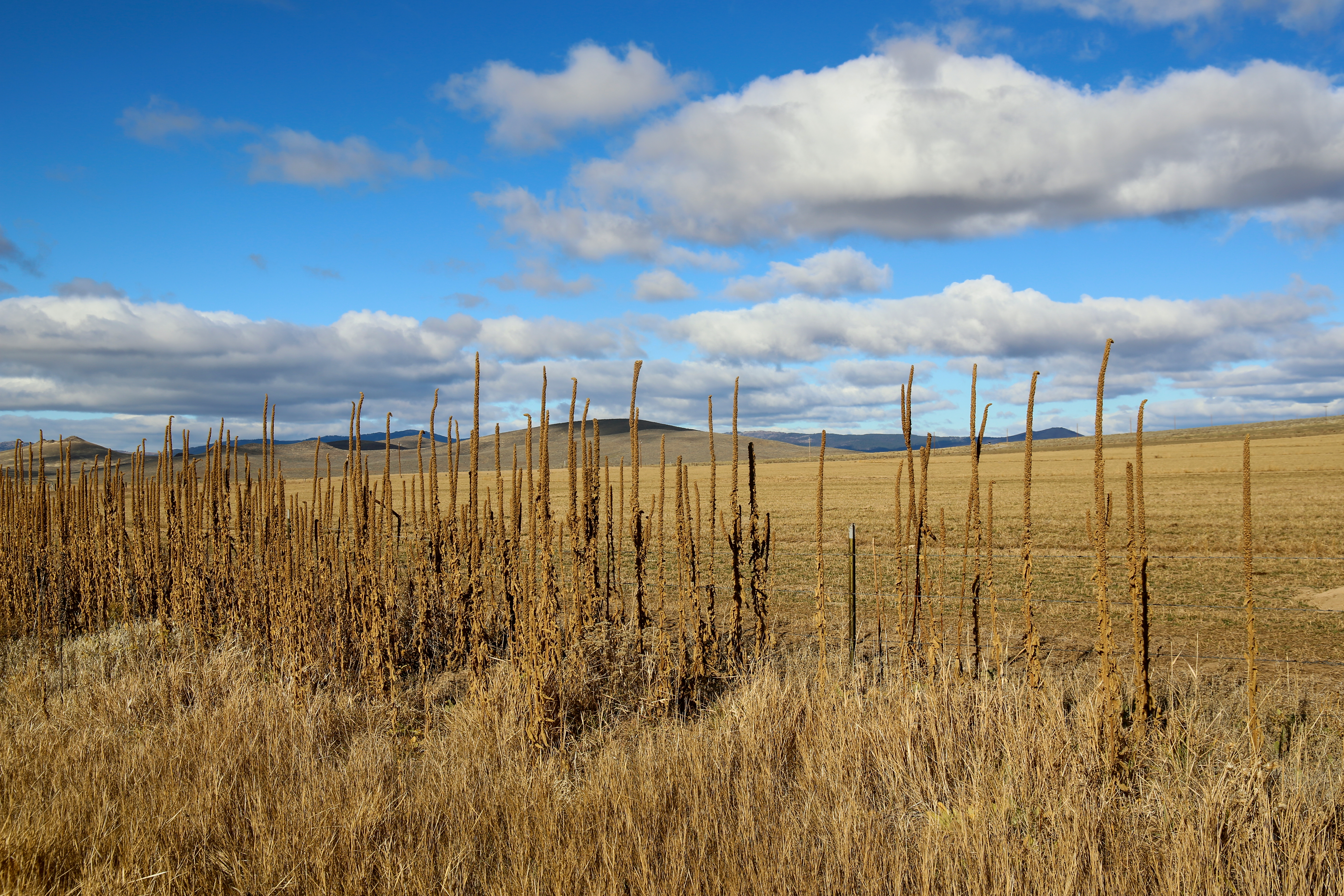 Mullein stalks ring the edge of an irrigated field owned by Green Alpha, LLC in Malheur County's Cow Valley.