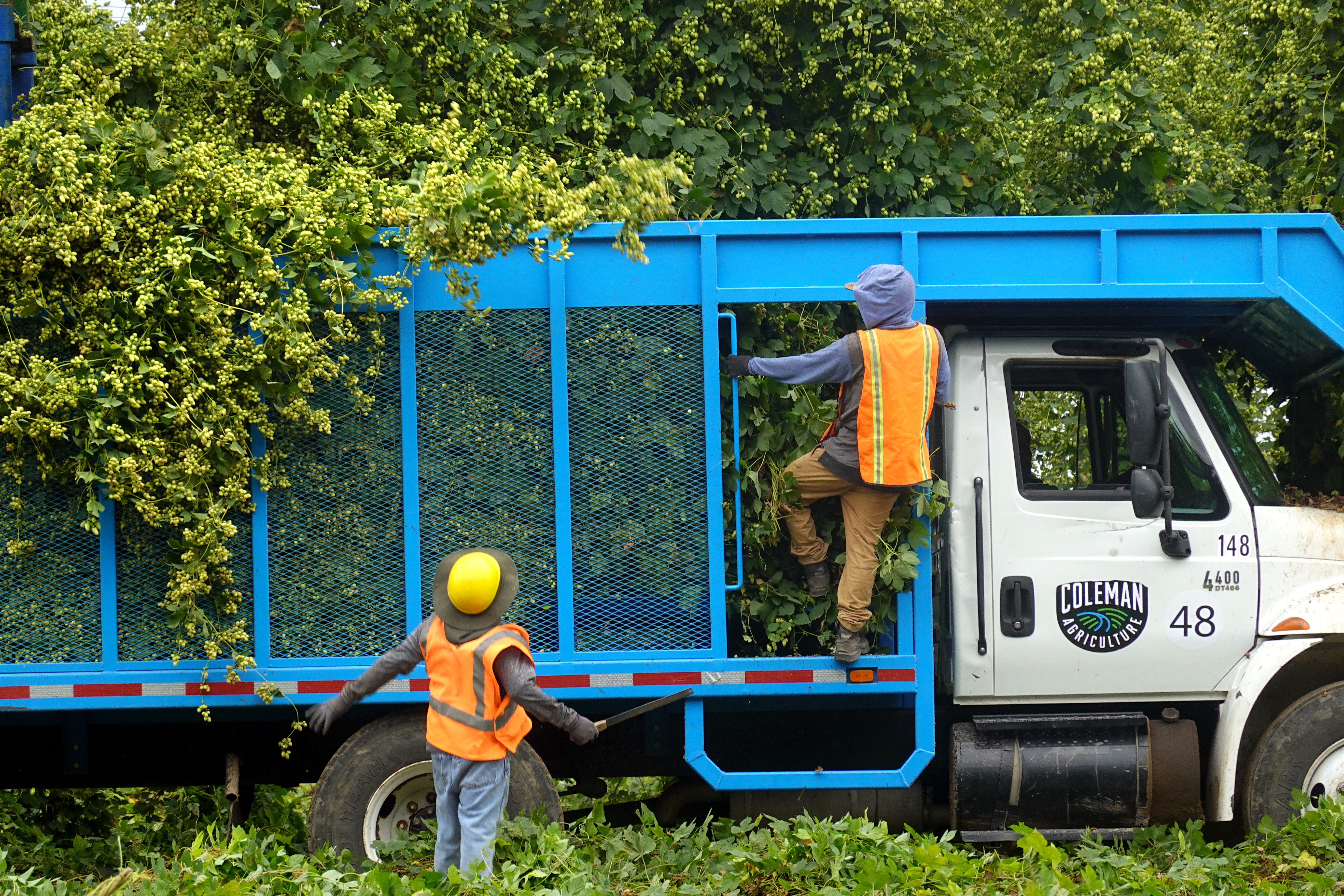 Workers harvesting hops at Coleman Agriculture near St. Paul, Ore., Sep. 3, 2025.