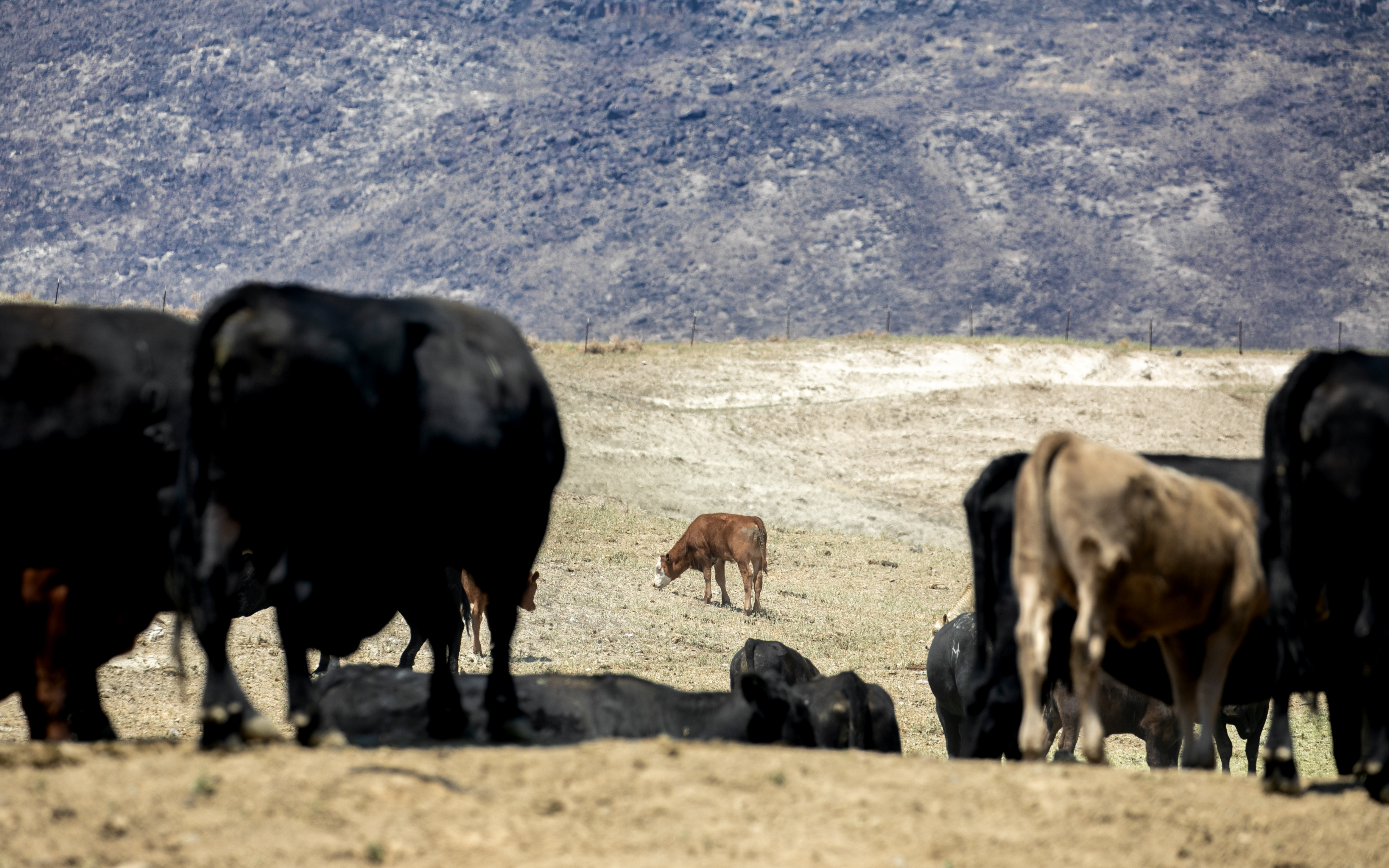 Feds offer disaster funds for Eastern Oregon ranchers affected by ...
