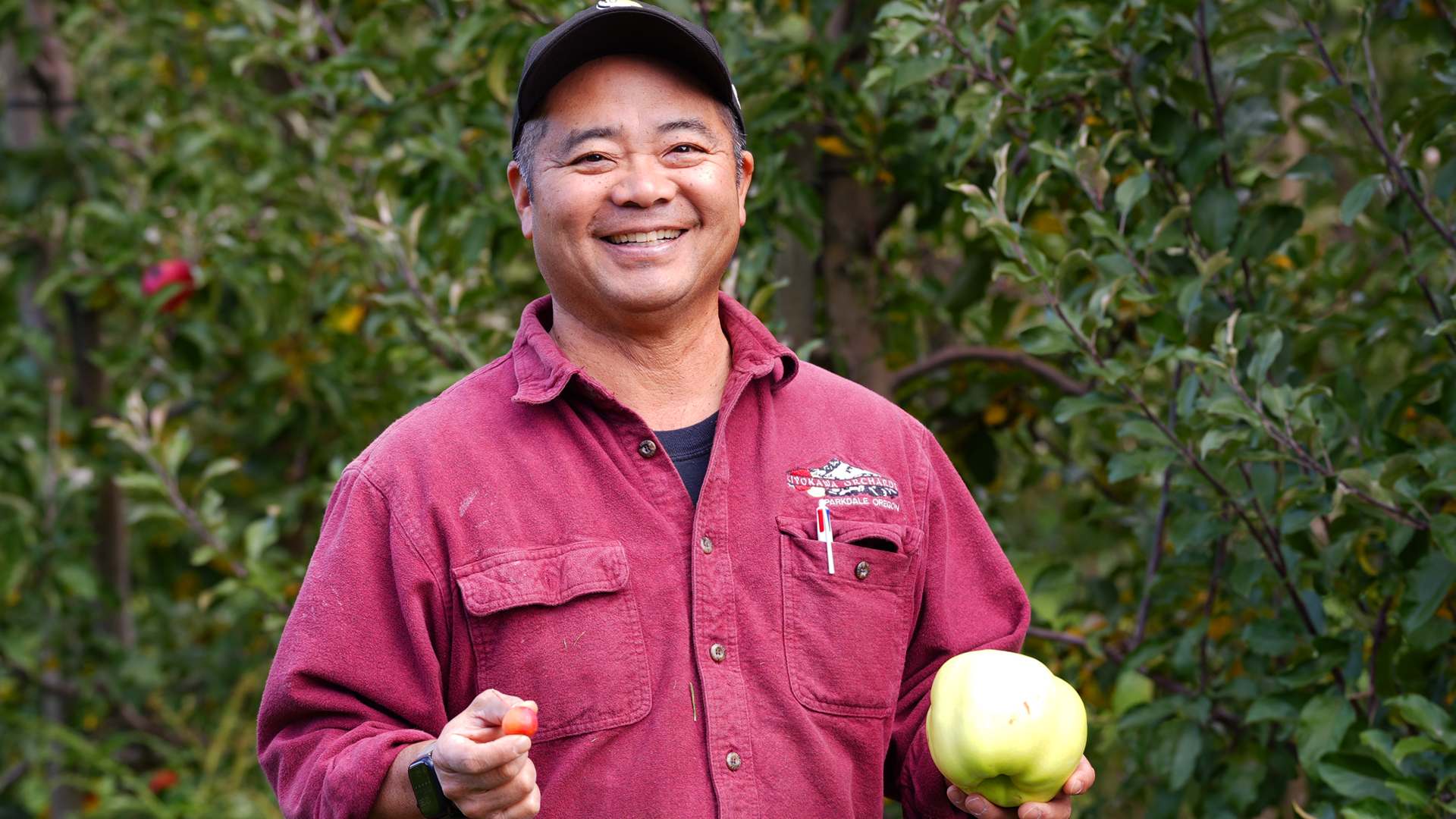 Apple - ヨゴガワ Kiyokawa Family Orchards Products - Pacific Coast Fresh Co.