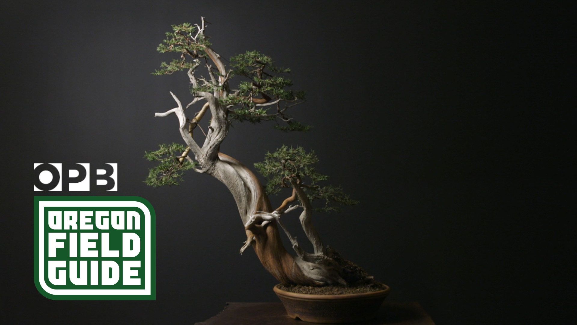 Oregon bonsai creator captures nature in a bowl - OPB
