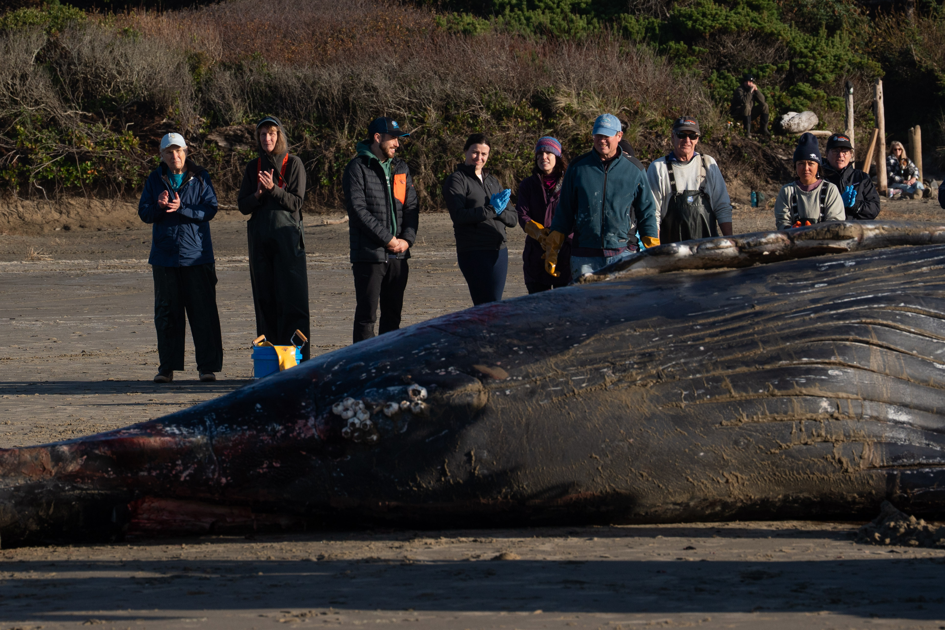 Siletz tribal members to host event to honor whale that washed ashore last fall in Yachats