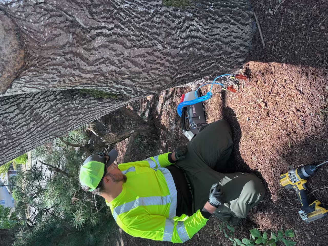 The City of Salem has been actively treating its ash trees in anticipation of the emerald ash borers. Here an arborist injects insecticide into an ash in Salem in 2026.