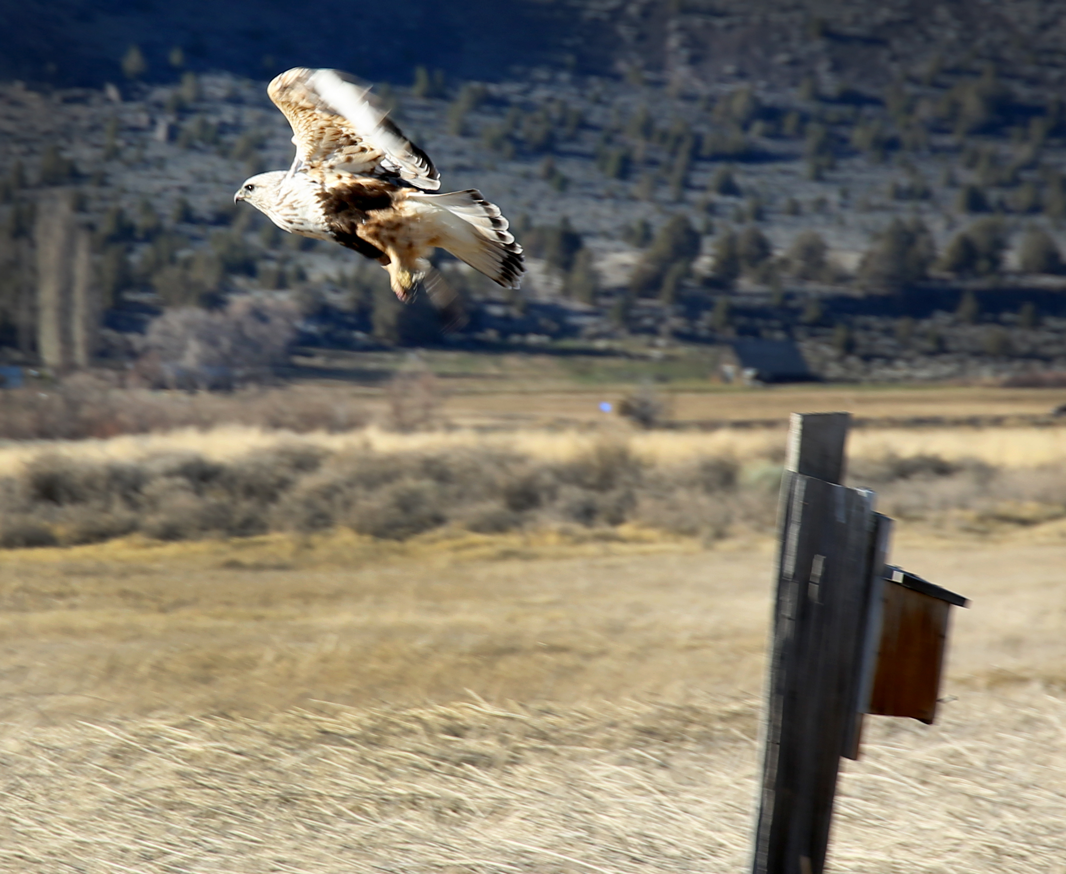 A Northern rough-legged hawk is a winter visitor to Summer Lake Wildlife Area on Feb. 18, 2022. The species migrates from breeding sites in the Arctic around mid- to late October and usually departs in March or April. 
