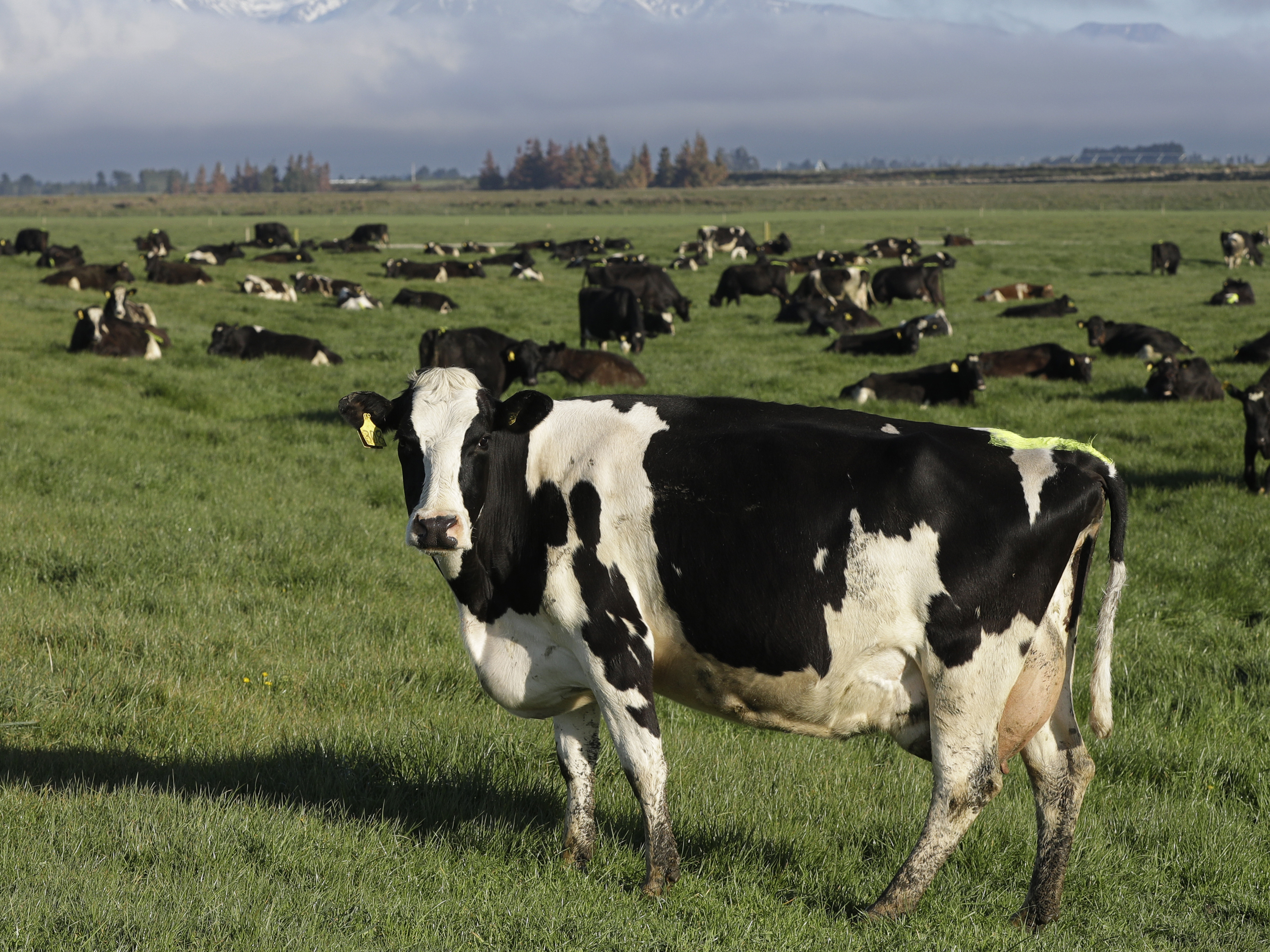 New Zealand angers its farmers by proposing taxing cow burps - OPB
