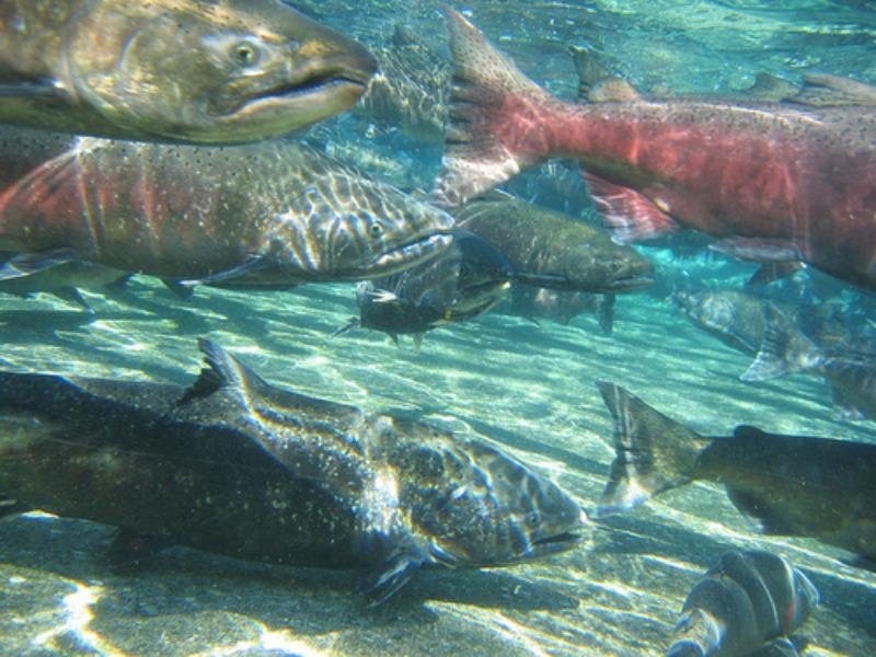 Oregon Chinook salmon