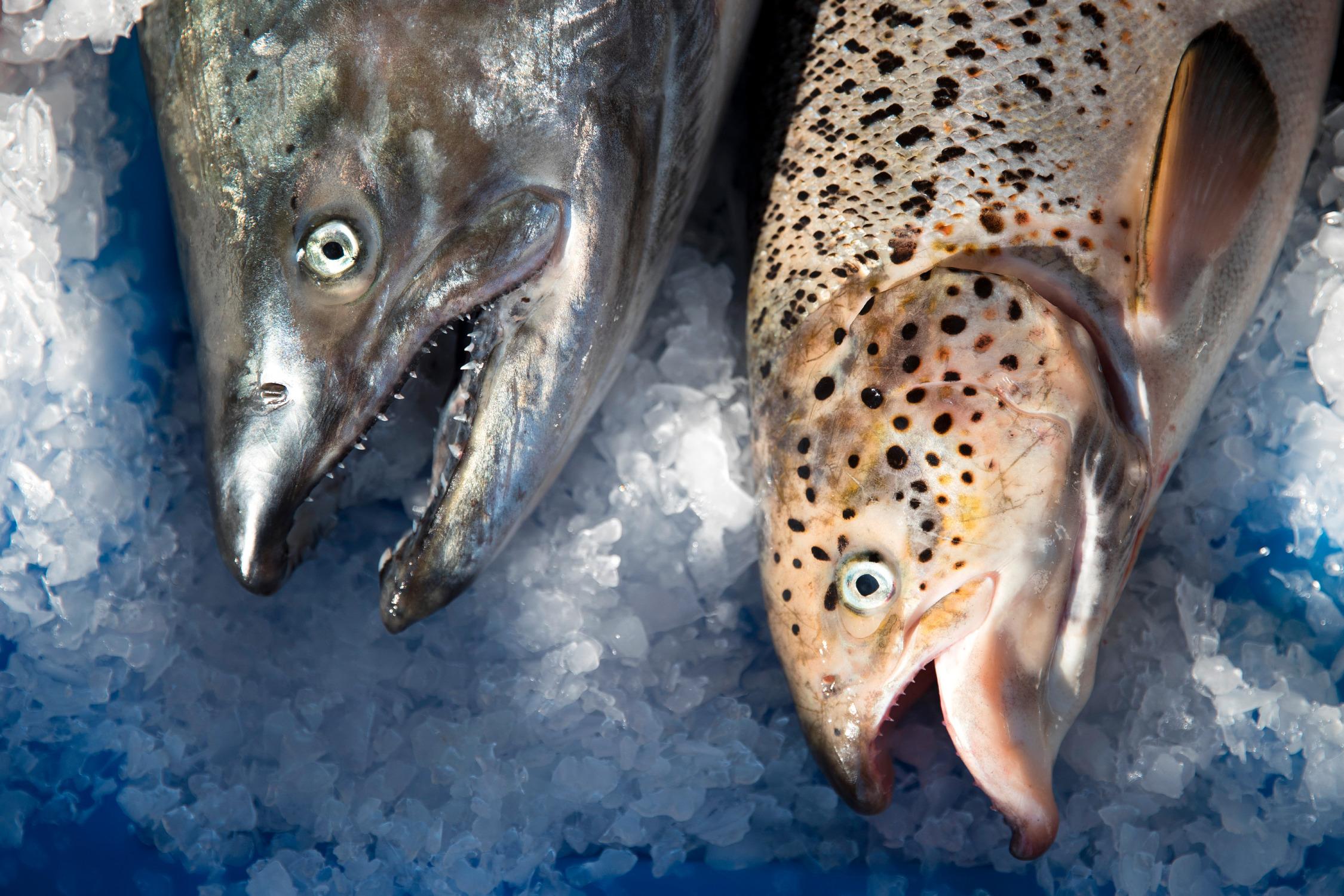 Can Fugitive Atlantic Salmon Survive In The Wild? - OPB