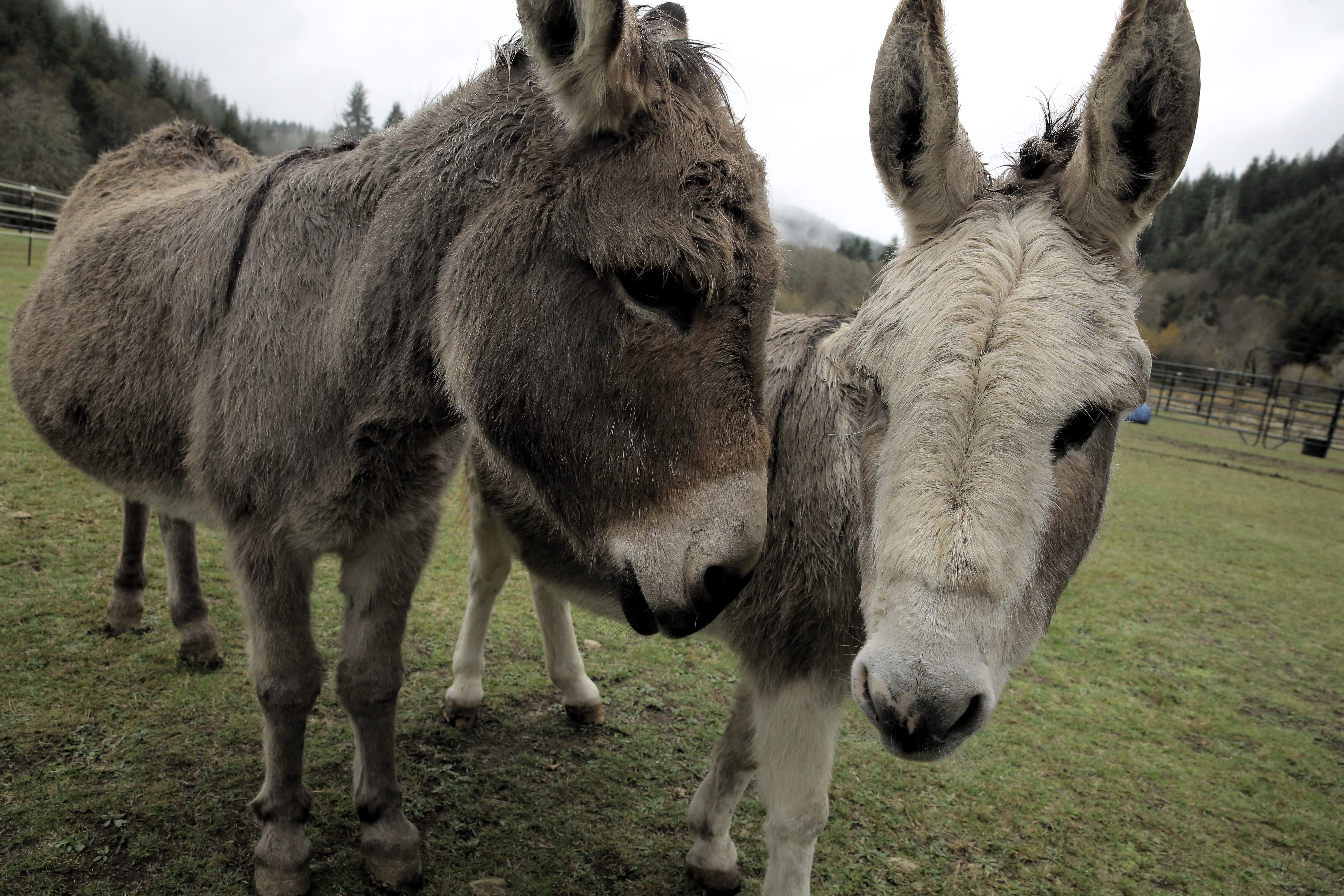 A couple of lucky mini donkeys get to spend their retirement years at On Golden Rescue, Nov. 12, 2024