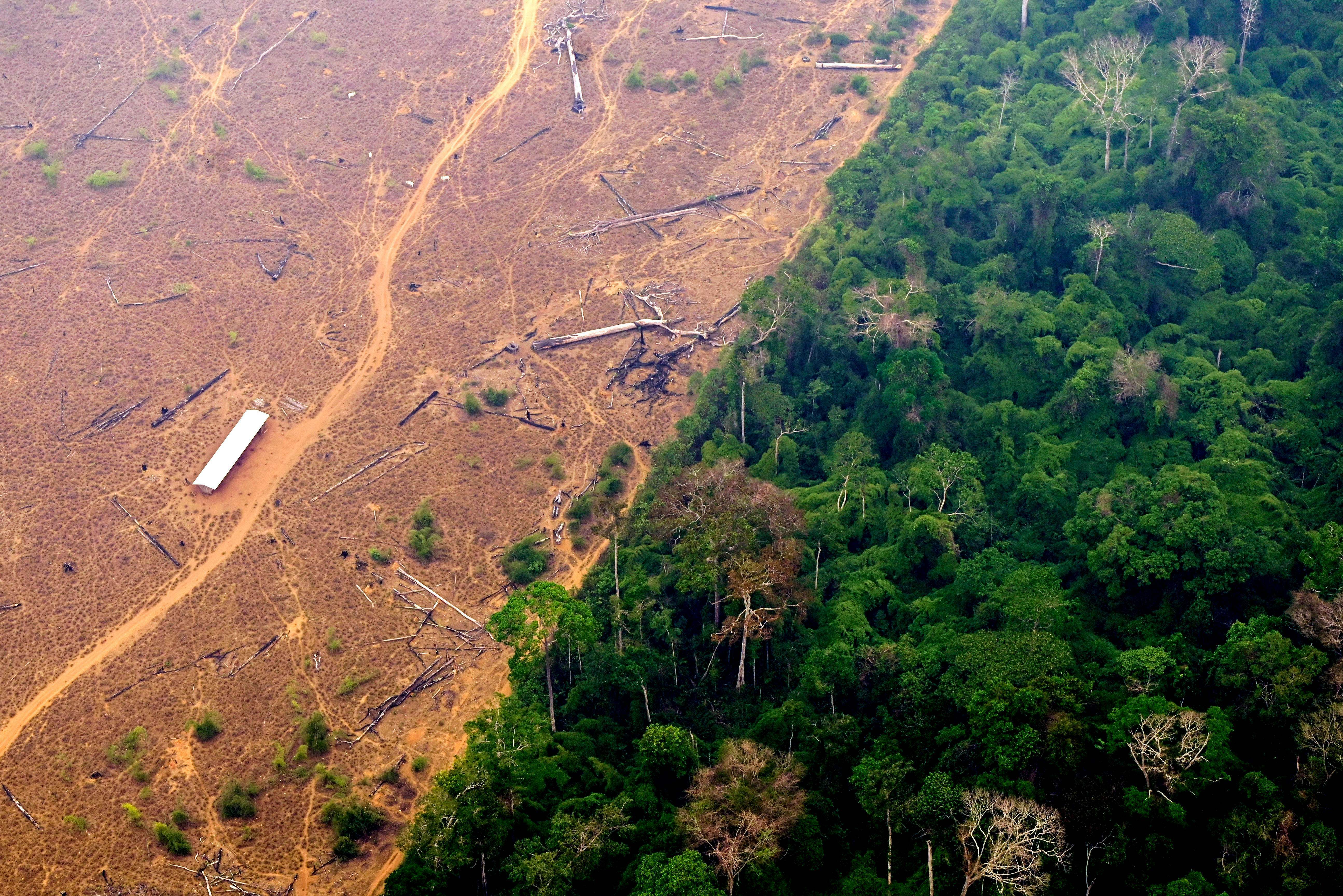 Thanks to humanity, the Brazilian  is now releasing more carbon  dioxide than it absorbs