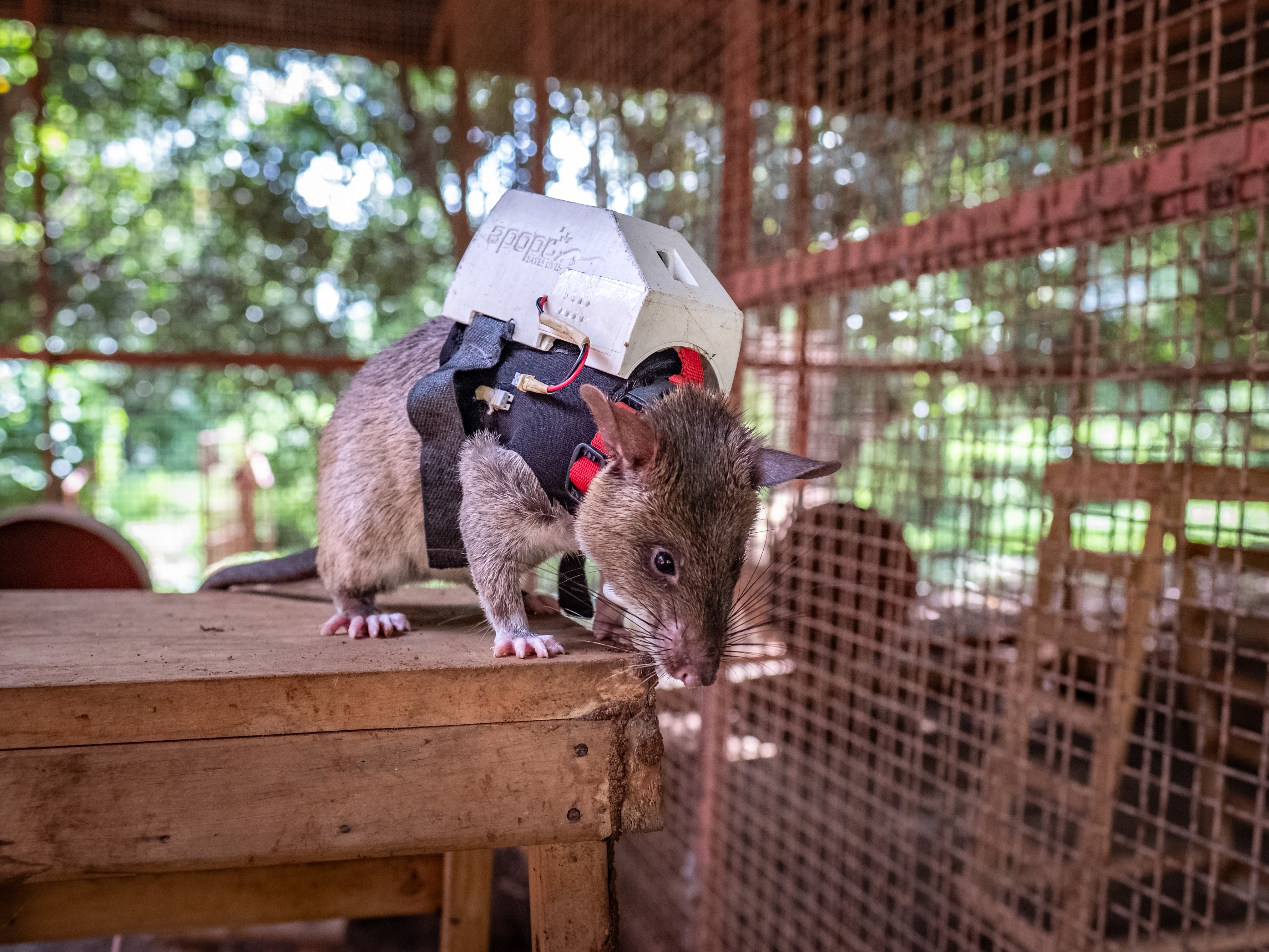 Dear rat, did you ever know that you're my hero? - OPB