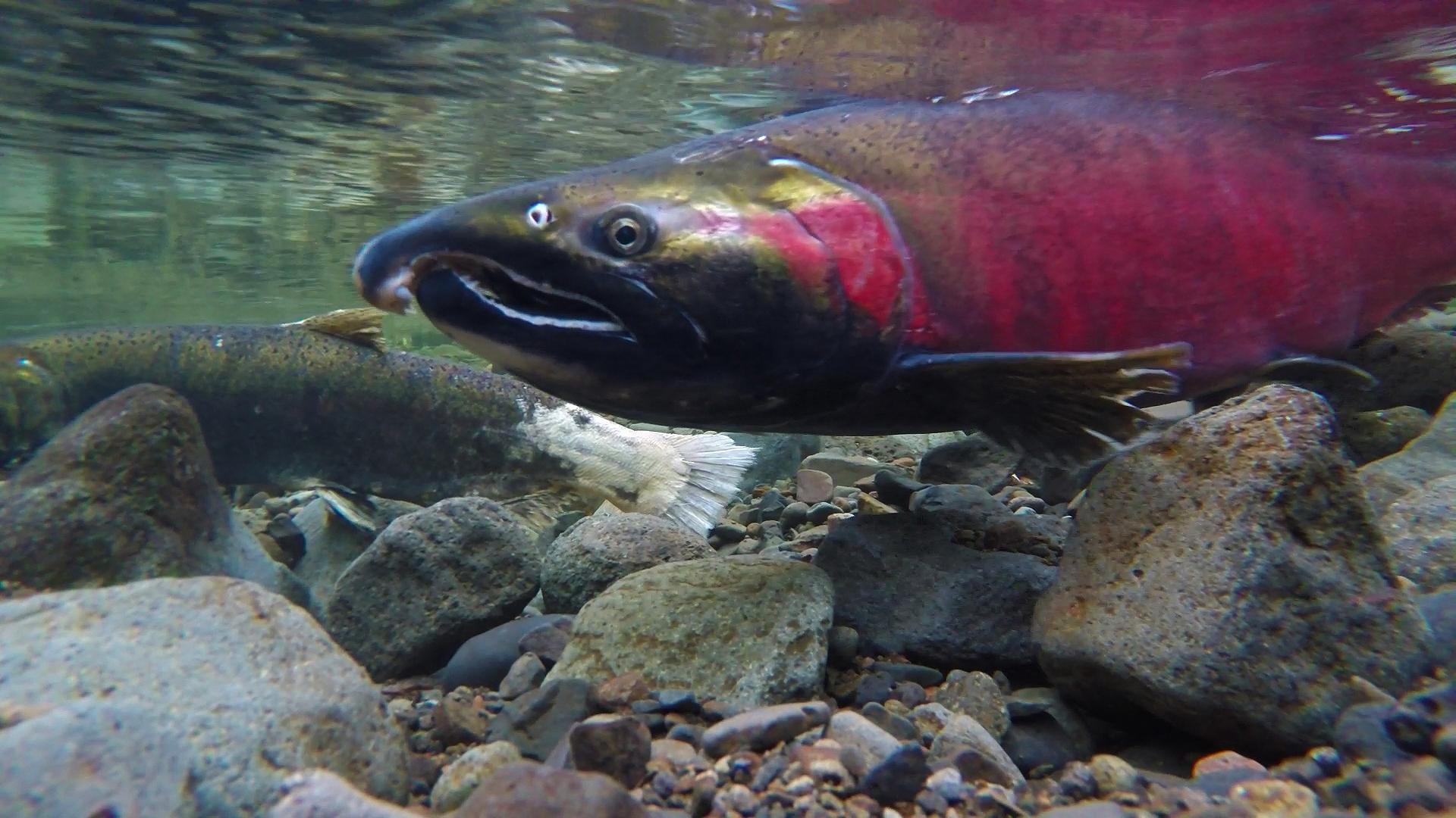 Study: Northwest Salmon Not Immune To Ocean Acidification - OPB