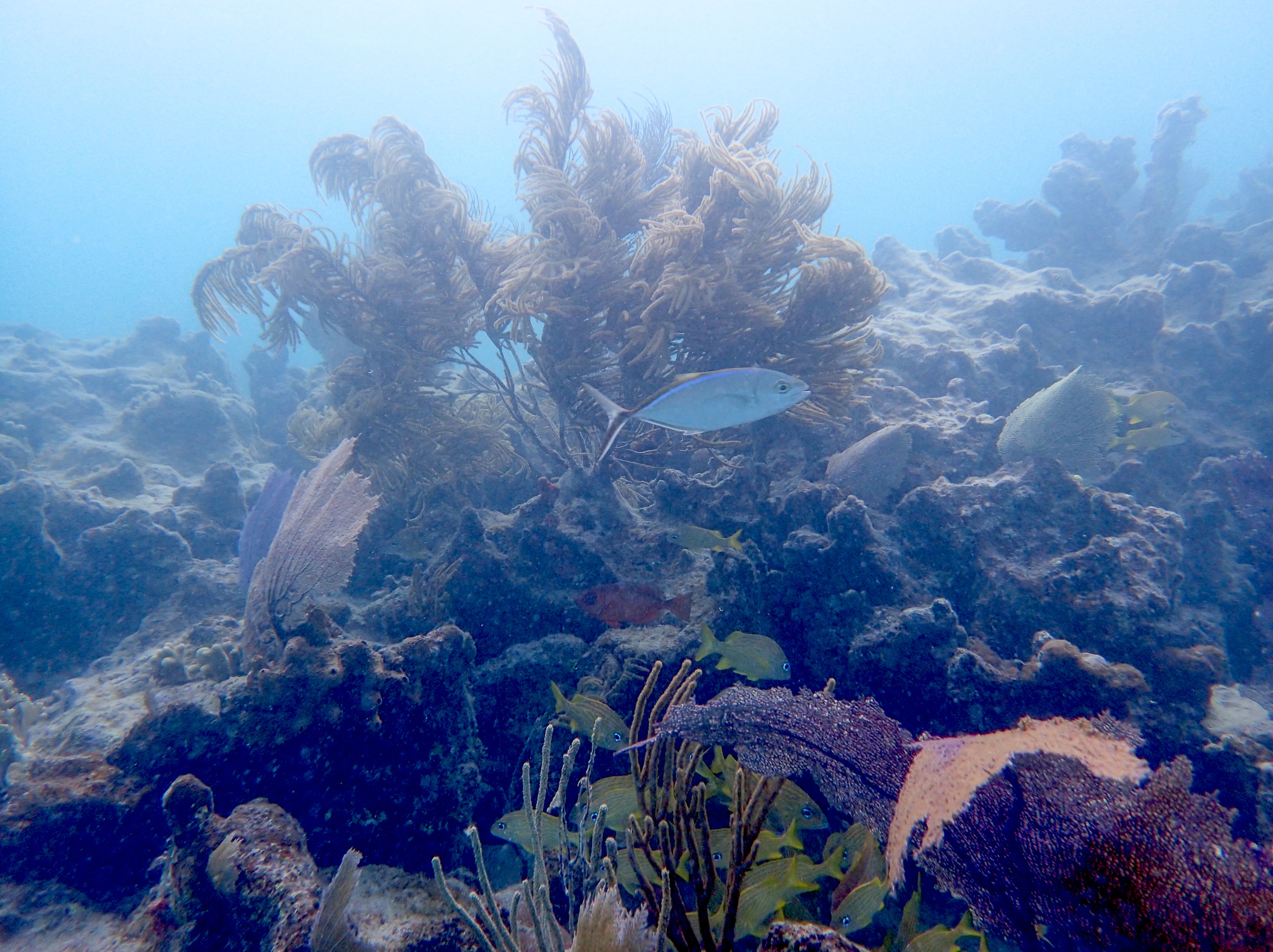 Reef Fish - Woods Hole Oceanographic Institution