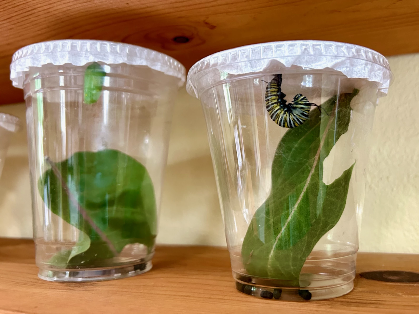 The monarch on the left has formed a chrysalis. The one on the right is in a "J" shape, indicating it will soon form the chrysalis.