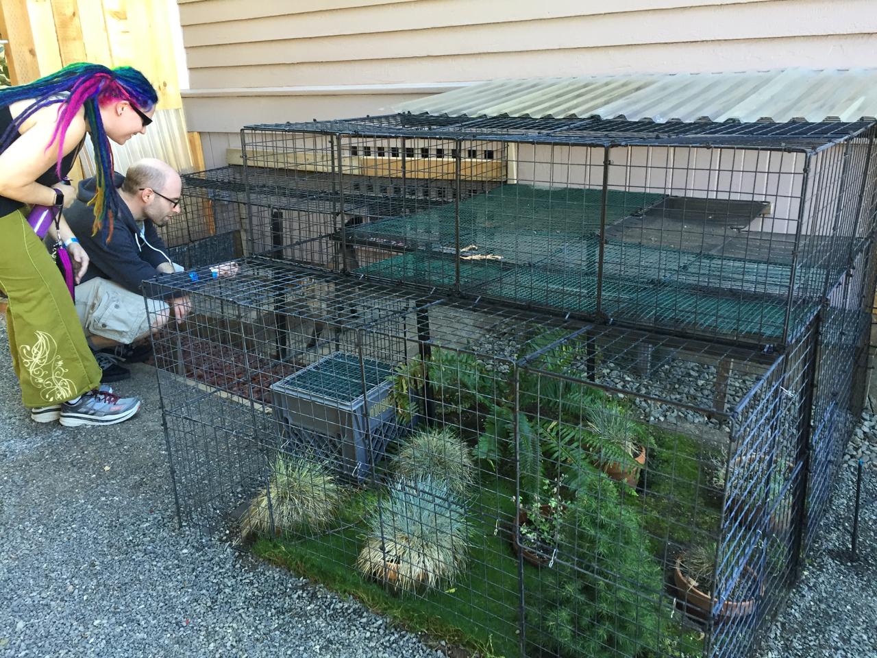 Catio Tour Promotes Safe Backyard Habitat For Cats and Birds OPB