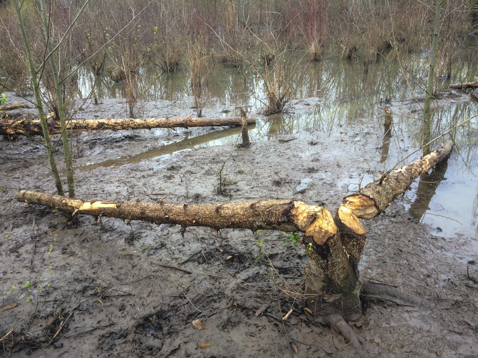 Portland Area Learns To Live With Urban Beavers Opb