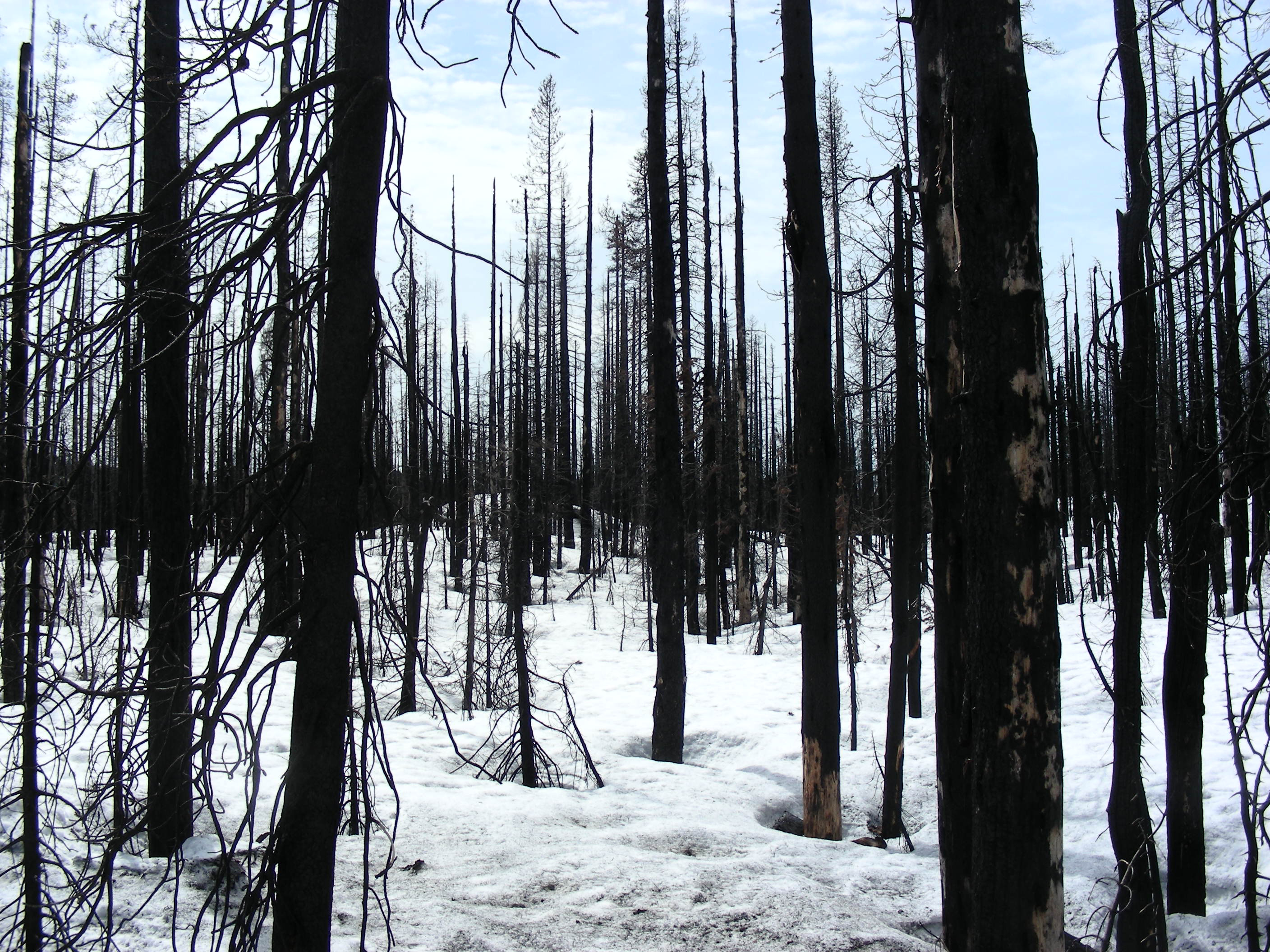 Post-fire recovery depends on Cascade snow cover, study says - OPB