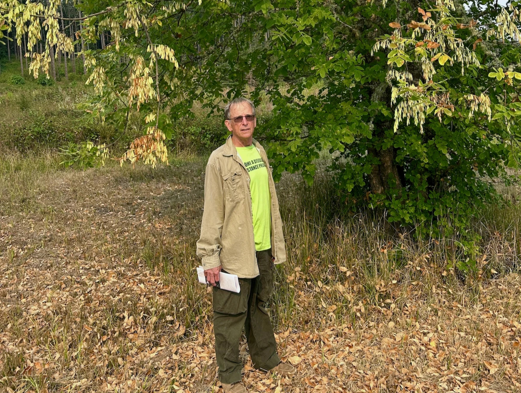 Richard Sniezko stands under an Oregon ash tree in Dorena. Yellow-brown seed pods, or samaras, hang from the tree around him.