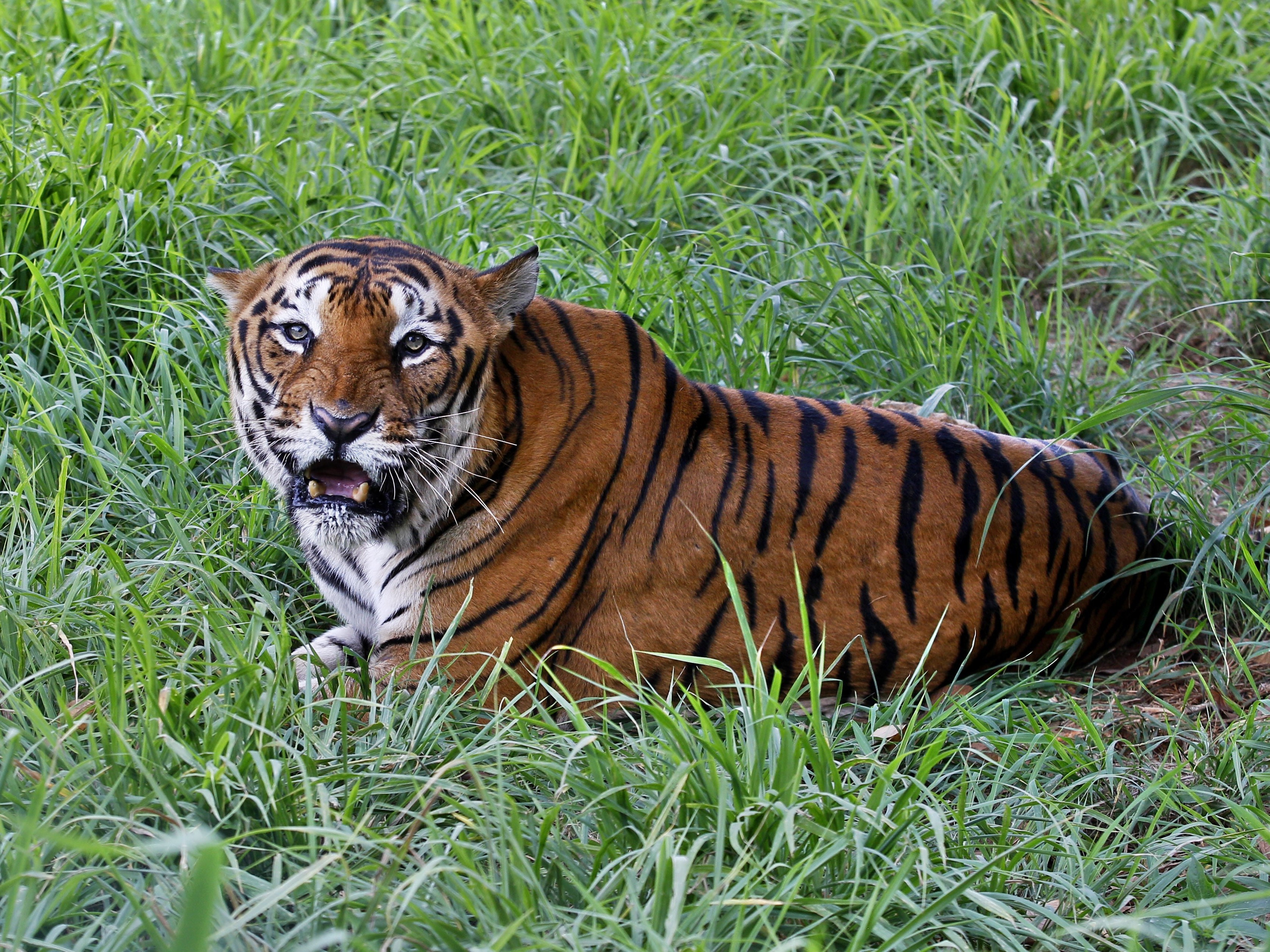 There are 40% more tigers in the world than previously estimated - OPB