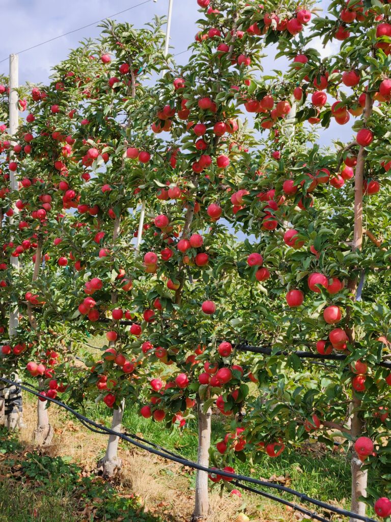 New apple created in Washington state will be named by year's end