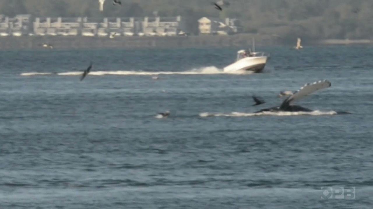 Sperm whale beached in Oregon killed by ship, feds find