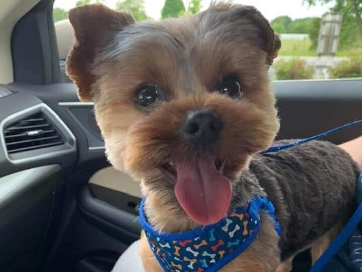 Birmingham Barons - Happy #NationalDogDay to our favorite pup