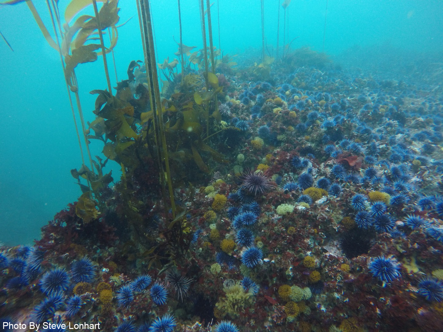 Sunflower sea stars could heal ocean deserts