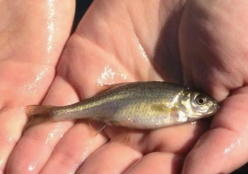 Tiny Oregon Fish Is The First To Get Away From Endangered Species List - OPB