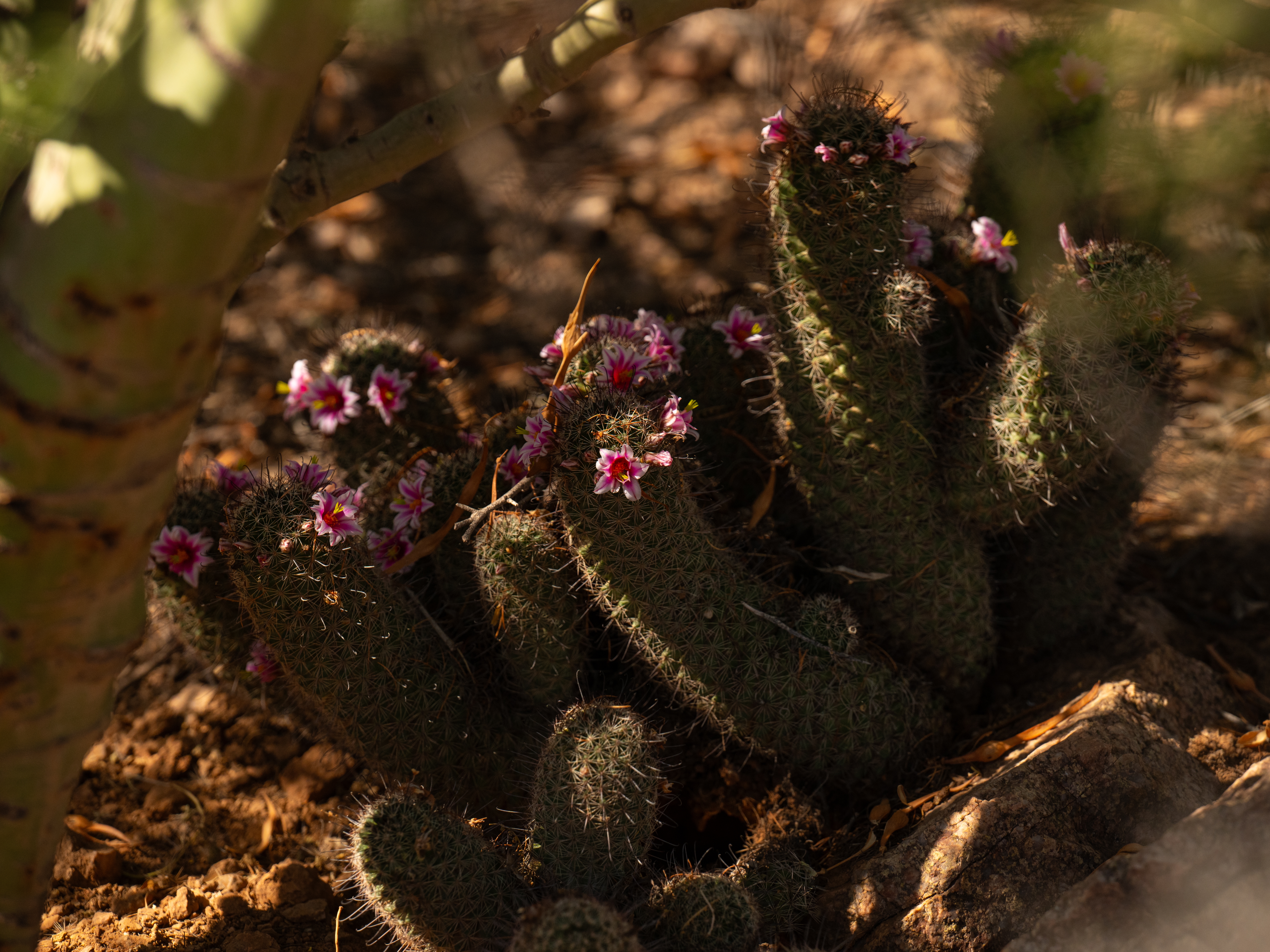 Giant old saguaros can be resilient. It's baby saguaros researchers are  worried about - OPB